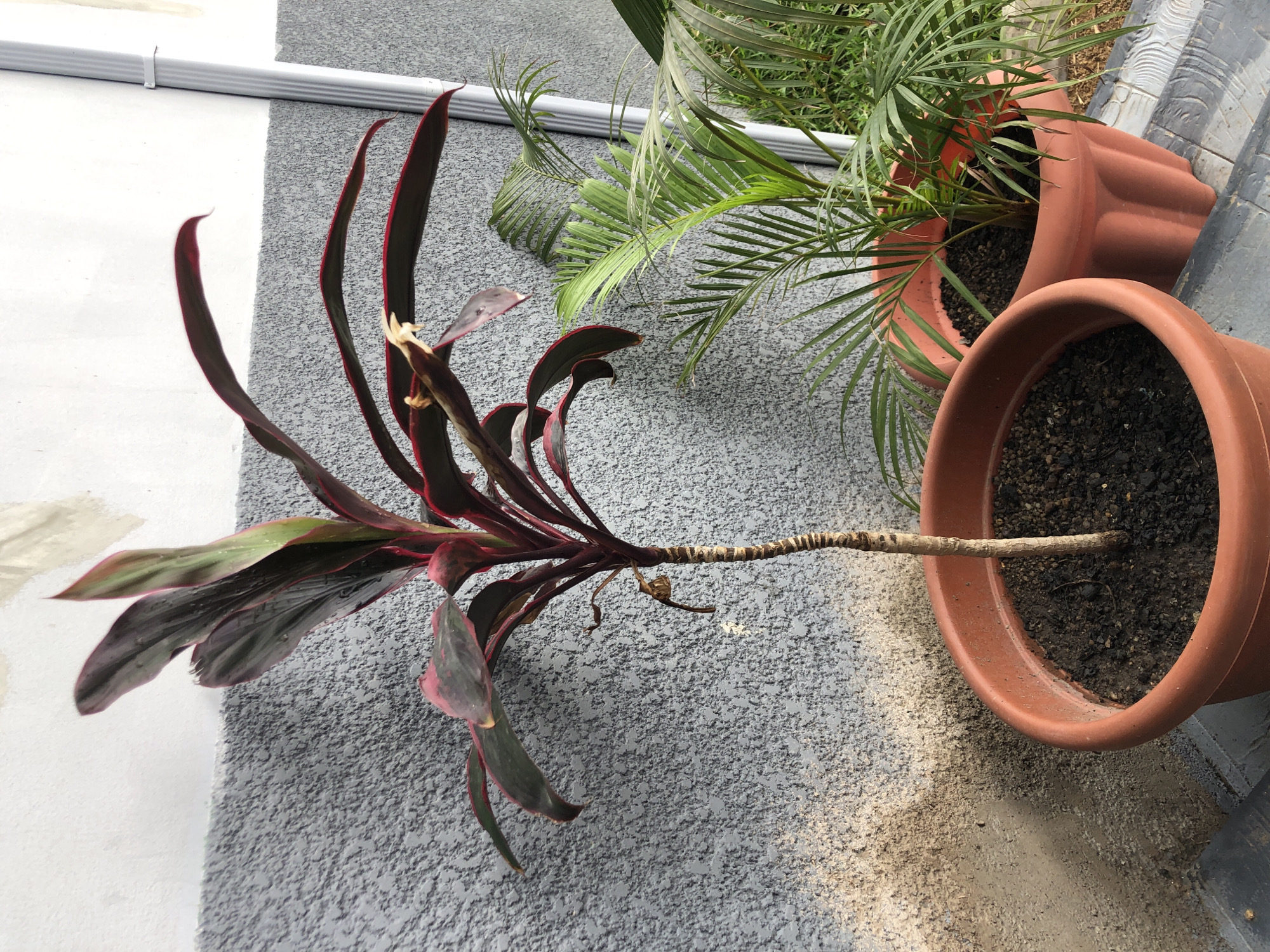 The scene depicts potted plants situated on a textured grey surface adjacent to a white wall. Two terracotta-colored pots contain palm-like plants with green fronds. A third pot of similar color holds a Cordyline plant characterized by long, burgundy-red leaves and a stem that lies horizontally between the plant and the pot. The soil in each pot appears dark. A white gutter is visible along the wall. The location is unknown and there is no information that this location is in the city of Jos, Nigeria.
