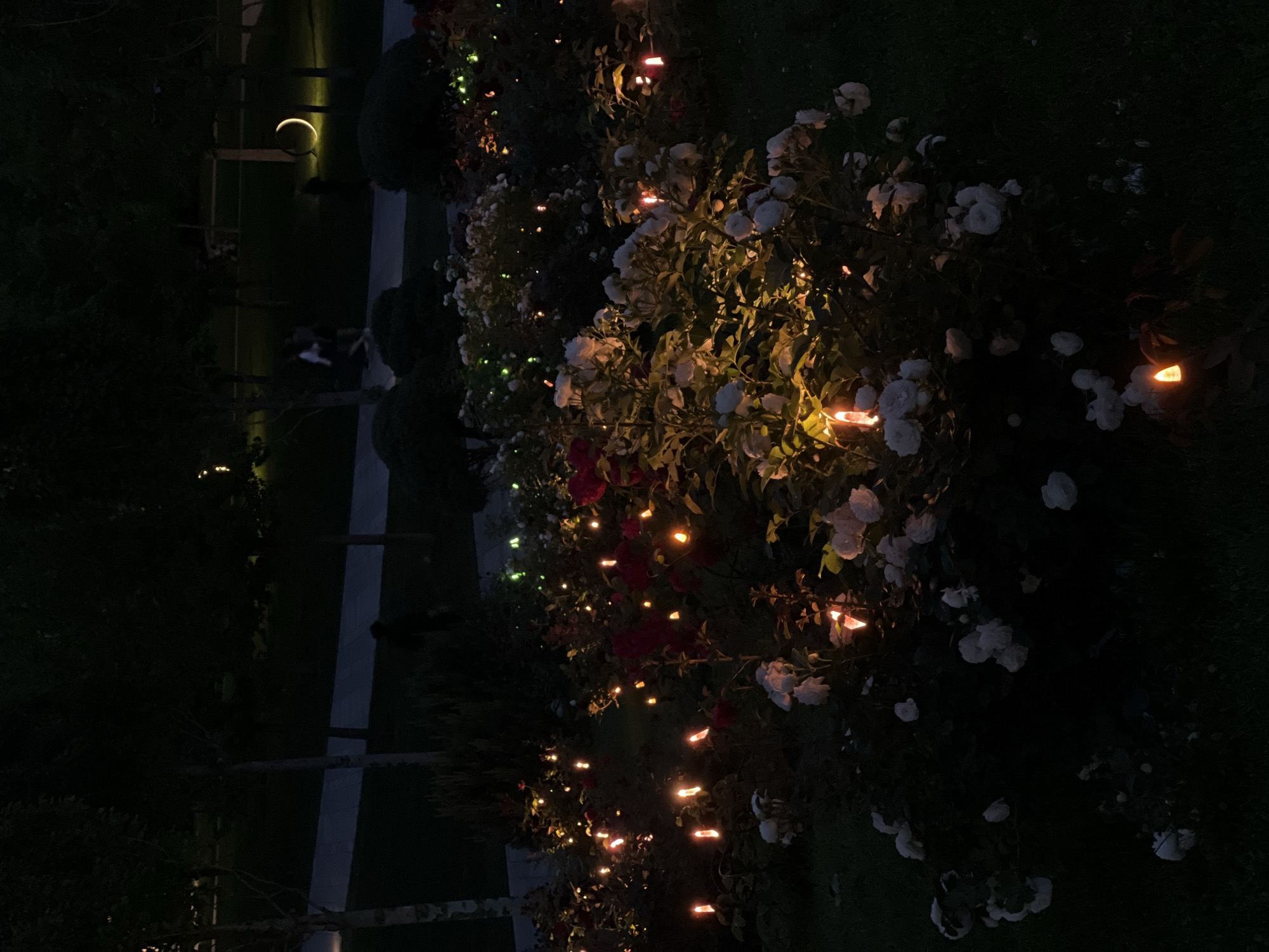 The image displays a night scene of a garden or park in Krasnodar, Russia, featuring a long row of illuminated bushes. These bushes are laden with white roses and some red flowers, primarily lit by numerous small, warm-toned (yellow-orange) string lights, with a few green lights visible. The artificial light accentuates the blooms and foliage against the dark surroundings.
To the left of the brightly lit flora, a light-colored pathway or road is visible, stretching into the background. Further left, dark, silhouetted trees and dense vegetation indicate the depth of the garden or park. In the upper left background, a distinct curved light fixture, possibly a modern street lamp or garden light, emits a crescent-shaped glow onto a distant grassy area. Faint, dark figures, which could be people, are subtly visible in the far background near this light source.
The time of day is clearly night, as indicated by the darkness and the reliance on artificial lighting. The scene conveys a tranquil and decorative ambiance, with no specific activity taking place other than the static display of the illuminated garden. No visible text is present in the image.