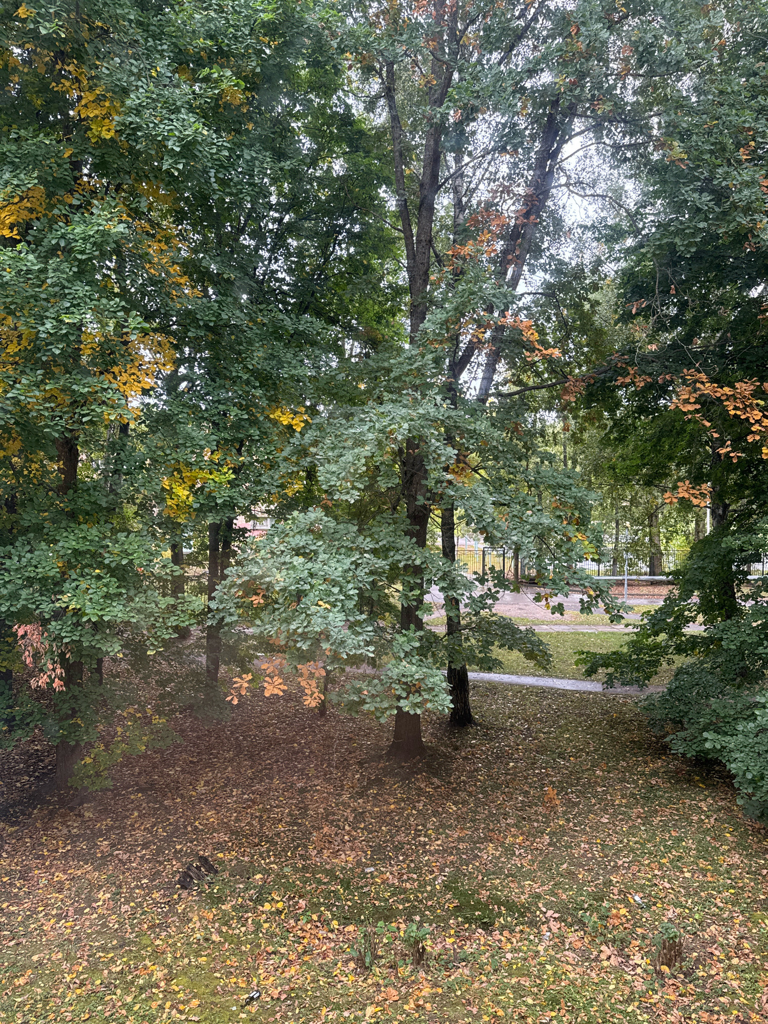 The image depicts an outdoor scene in a park-like area, likely within the city of Desnogorsk, Russia, during autumn. The foreground is covered with a thick carpet of fallen leaves in various shades of yellow, brown, and green, indicating the season. Several trees dominate the frame, their leaves transitioning from green to yellow and orange. The foliage is dense in some areas, creating dappled sunlight on the ground below. In the midground, a paved pathway can be seen winding through the park, bordered by grass and more trees. Beyond the path, a black metal fence is visible, suggesting the area might be a public park or recreational space. In the distance, glimpses of buildings with light-colored facades can be seen through the trees, characteristic of urban or suburban architecture. The sky is overcast, contributing to the soft, diffused lighting of the scene. There are no people or animals visible in the image, and no specific actions are taking place. The overall impression is one of a tranquil, autumnal park setting.