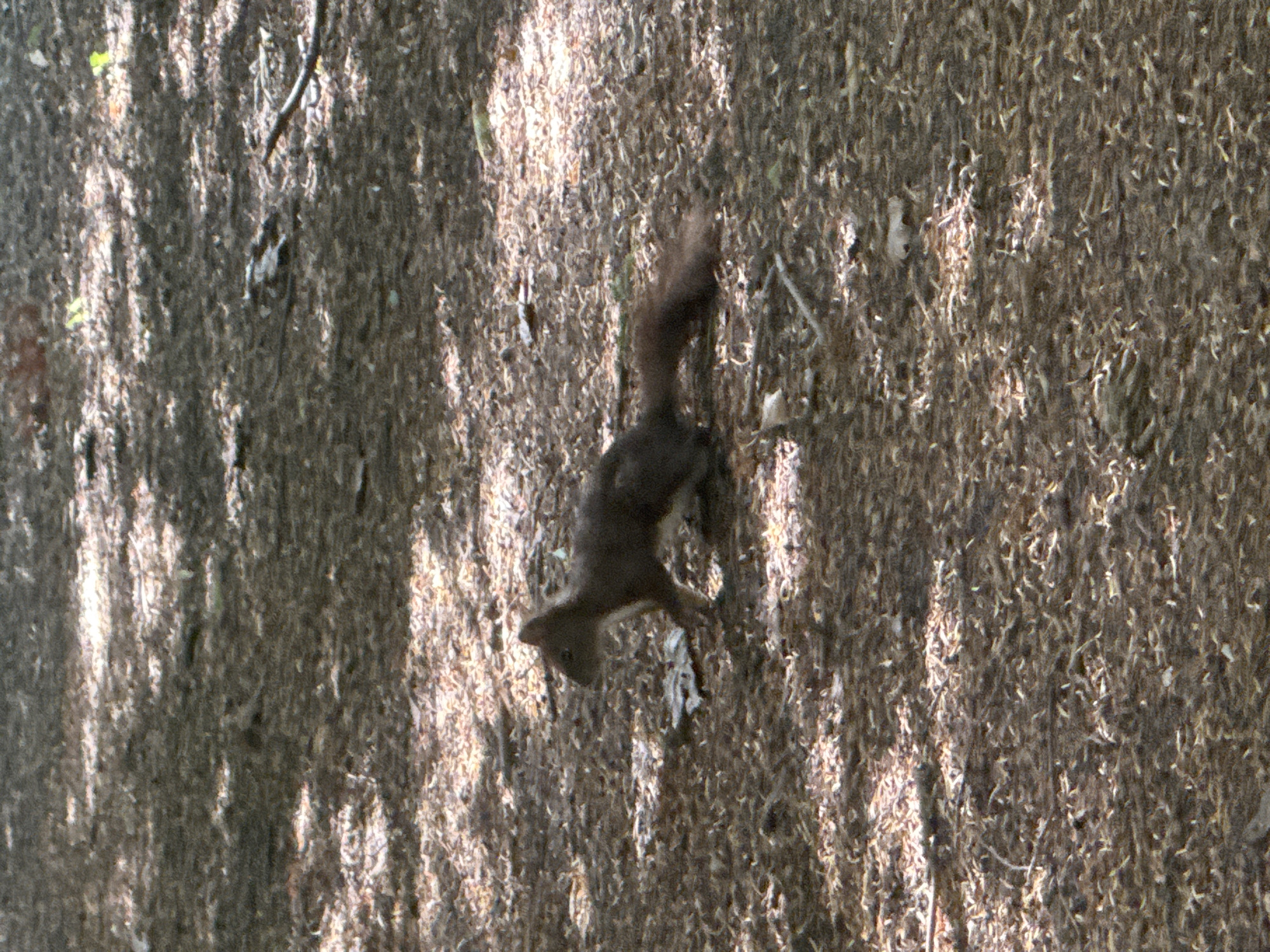 A dark brown squirrel is the central subject of this image, which appears to be taken outdoors. The squirrel is in motion, captured mid-scamper or mid-leap across a textured, earthy surface. Its body is elongated, and its tail is bushy, though its exact posture is blurred due to movement. The background is a mosaic of shadows and dappled sunlight, suggesting it is daytime and possibly a forest floor or a similarly wooded area. The ground is covered in what looks like dry leaves, debris, or bark fragments, creating a rough, organic texture. There are no people visible, nor any man-made objects that are immediately apparent. The overall impression is one of natural wildlife activity in a somewhat dimly lit, possibly shaded, outdoor environment. The light suggests it might be late morning or early afternoon, with the sun filtering through trees. The setting is consistent with a park or a natural wooded area. No text is visible in the image.