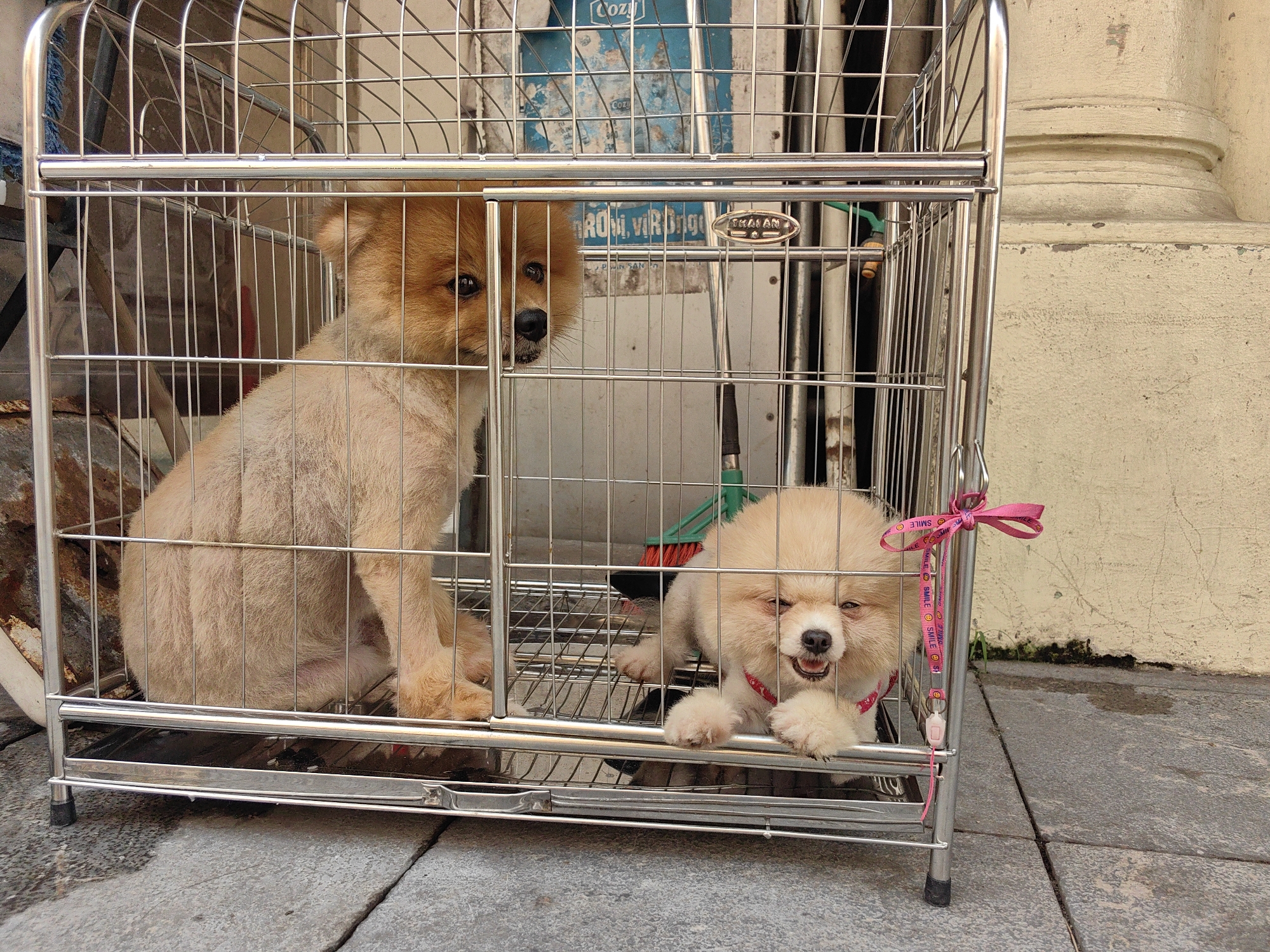 Two Pomeranian dogs are confined in a small, multi-tiered, stainless-steel cage on a sidewalk. The cage sits on gray stone pavers and is adjacent to a beige wall with a white pillar base. The dog on the left is predominantly light tan in color with darker reddish-brown fur on its head. The dog on the right is a lighter tan color and is wearing a pink collar with a pink ribbon tied to the cage. The leash attached to the pink collar reads "SMILE SMILE SMILE." A green broom is visible behind the cage. The scene appears to be in Bai Chay Ward, Vietnam, given the provided context. A weathered sign is partially visible in the background.