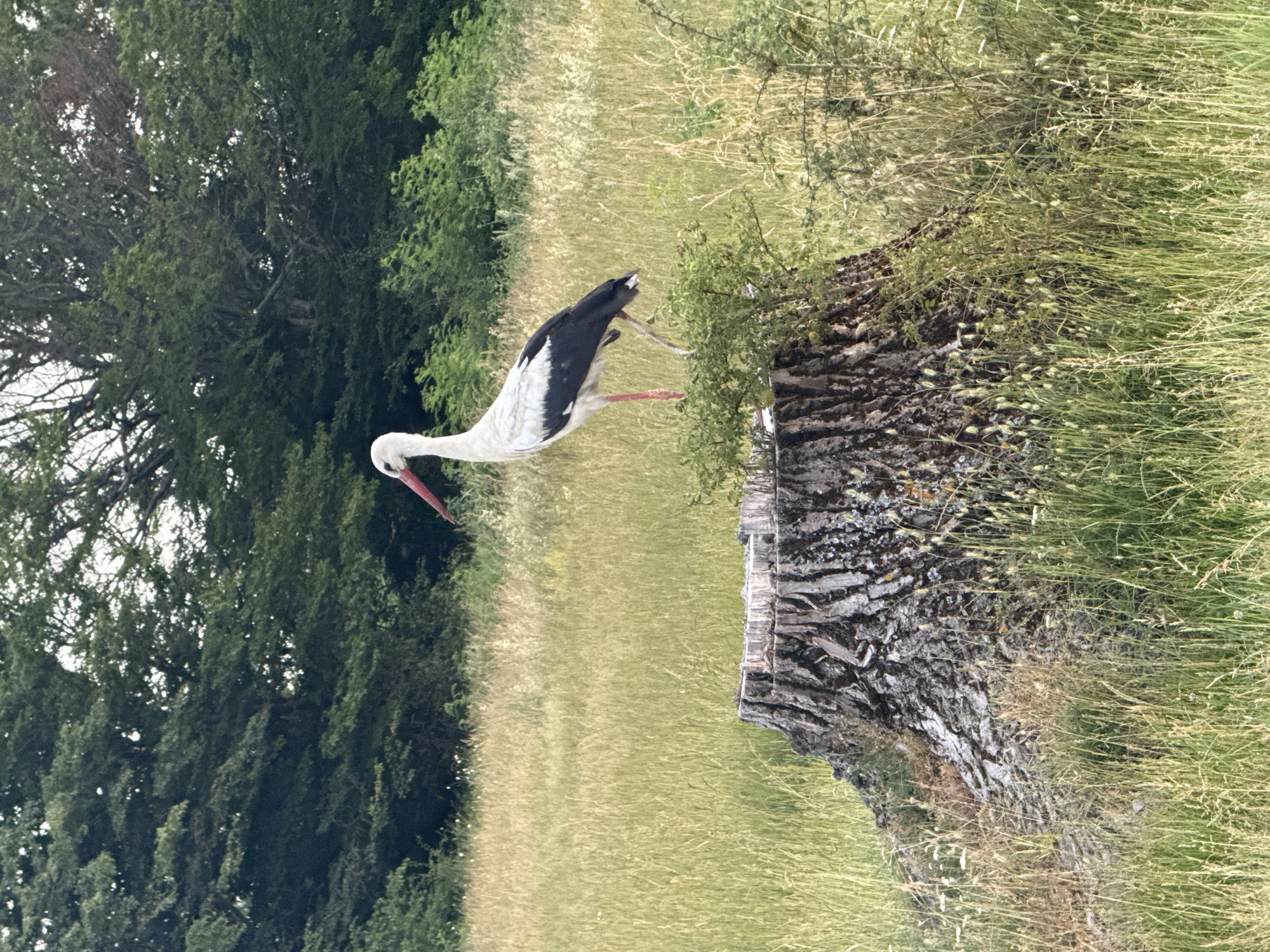 This is a vertical, eye-level, full-shot photograph of a white stork with black wingtips and a red beak standing on a grassy field. The stork is in profile, facing left. It has its right leg lifted, and its left leg is on the ground. Its wings are partially extended. In the background, there are trees and more grass. A large, weathered tree stump is to the right of the stork. The lighting suggests it is daytime, and the weather appears to be fair. The scene is naturalistic, possibly a park or rural area. There is no visible text in the image.