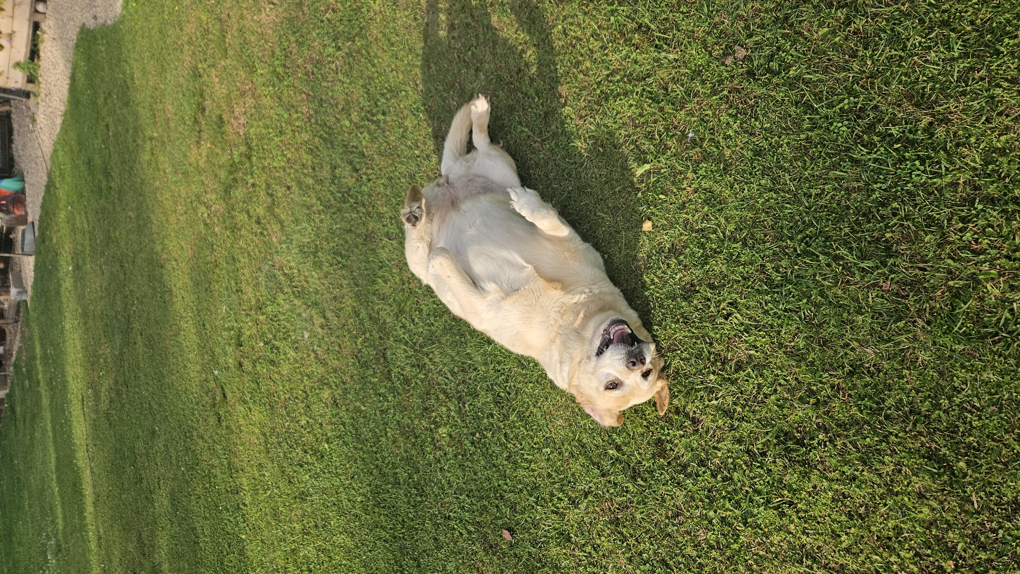 An adult, light-colored Labrador Retriever is lying on its back in a grassy yard, its belly exposed. The dog is looking directly at the camera with its mouth open and tongue hanging out, appearing playful. A small, light-colored object, possibly a stick, is in the dog's mouth. The yard is covered in green grass and is well-lit by sunlight, casting a shadow to the right of the dog. In the background, out of focus, are some wooden structures and a gravel path, suggesting a rural or suburban outdoor setting. The image is taken from a high angle, looking down at the dog.