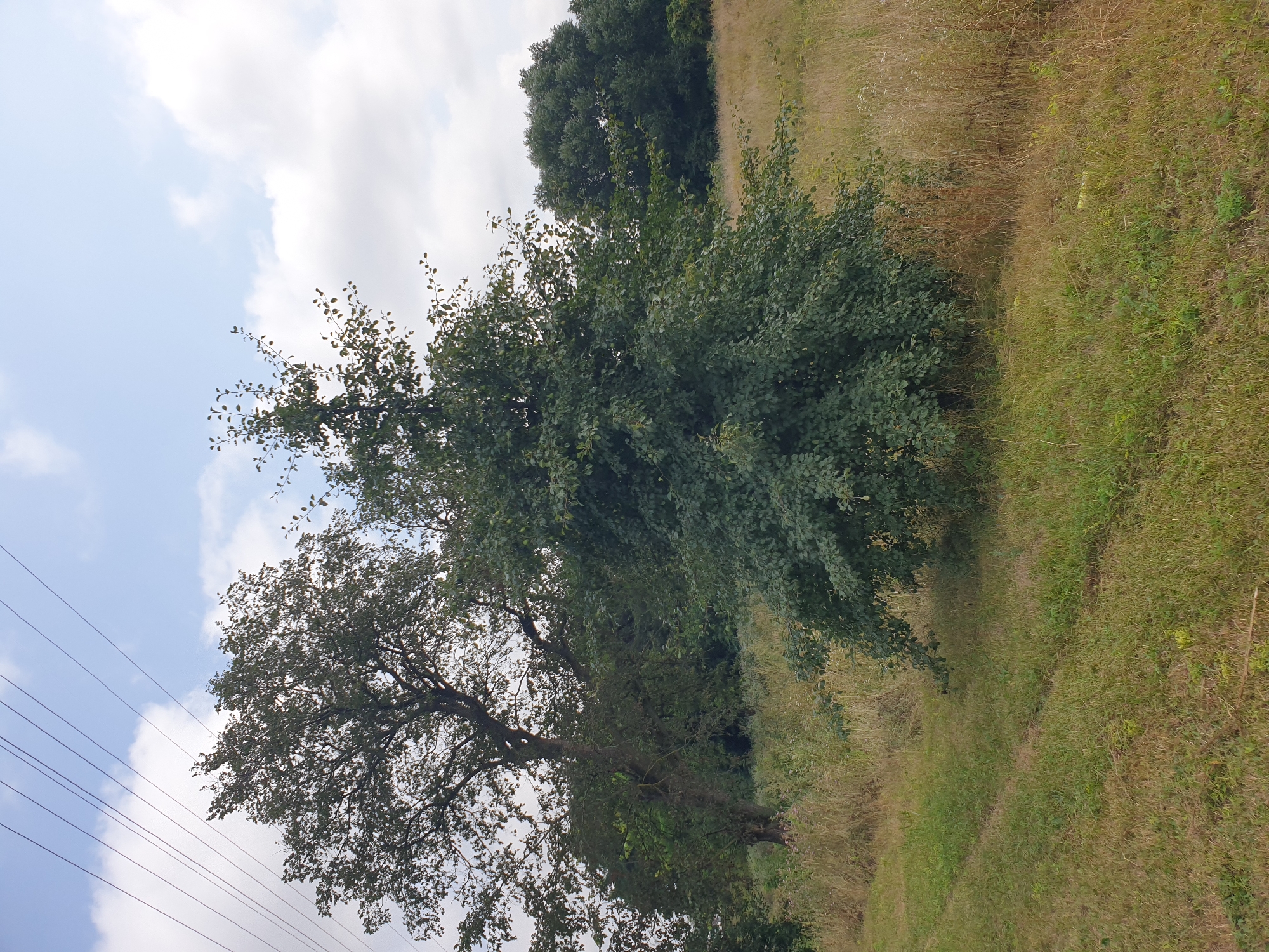 This is a photograph of a rural landscape in the city of Lozovyi Yar, Ukraine, under a partially cloudy sky. In the foreground, a track of uneven green and brown grass runs diagonally from the lower left to the upper left. A medium-sized, leafy green tree stands in the center of the frame, its branches extending outwards. To the left of this tree, a larger, older tree with a visible trunk is situated, its dark green foliage contrasting with the lighter green of the foreground. The background is filled with a dense line of dark green trees, forming a forest. The ground throughout the scene is covered in a mixture of green grass and dry, light brown stalks of vegetation. Overhead, several thin, dark power lines stretch across the upper portion of the image against a light blue sky with scattered white clouds. There are no people or animals visible in the image.