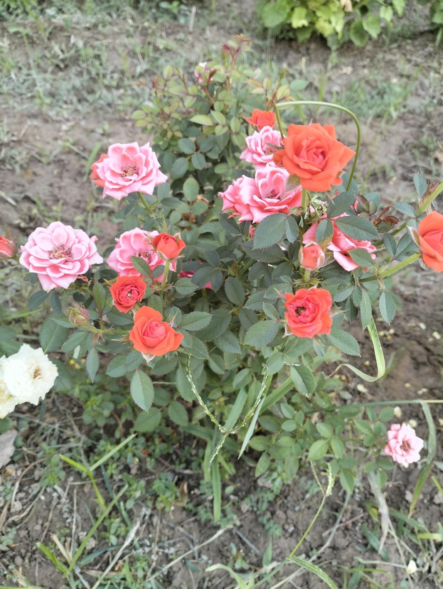 A close-up, eye-level shot captures a cluster of small, multi-hued roses in a garden setting. The roses display a range of colors, from soft pink to vibrant orange and red. The petals are delicate and layered, with some flowers fully bloomed and others in bud. Lush green leaves surround the blossoms, with some showing a slight sheen. The ground beneath the rose bush is a mix of dark soil and sparse, dry grass, suggesting a natural or somewhat unkempt garden. In the lower left corner, a single white rose is partially visible, adding another color contrast to the scene. The background is softly blurred, hinting at more greenery and foliage beyond the immediate subject, indicating an outdoor environment likely in Tashkent, Uzbekistan.