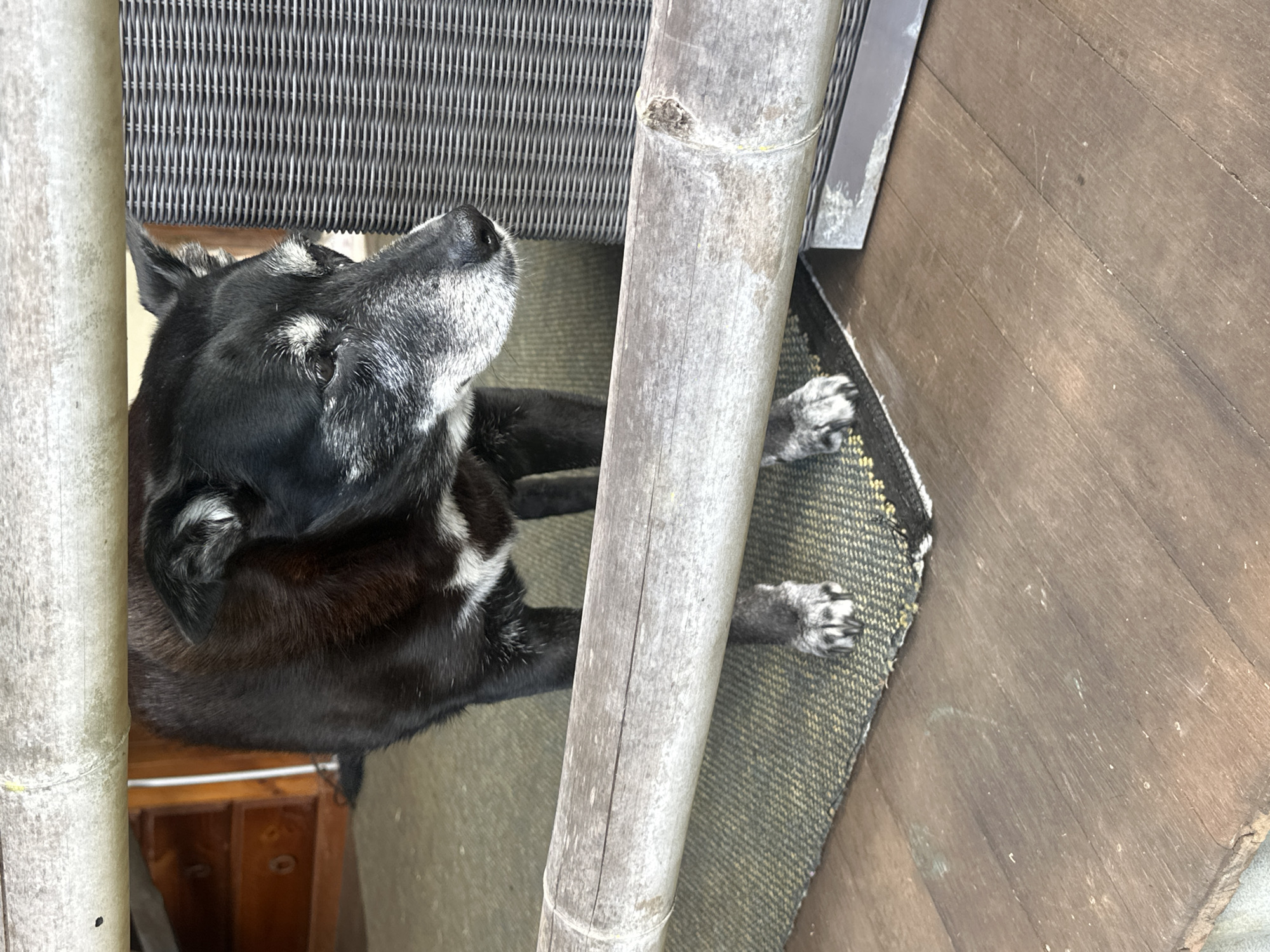 A black and white dog with graying fur around its muzzle and eyes stands on a mat placed on a wooden deck. The dog is looking down and to the right. A thick, weathered bamboo pole runs horizontally in the foreground, partially obscuring the dog. In the background, to the left, a wooden dresser with drawers is visible. To the right of the dog, a textured gray chair or cabinet is present. The overall environment suggests an outdoor living space, potentially a veranda or patio. The location is Thora, Australia.