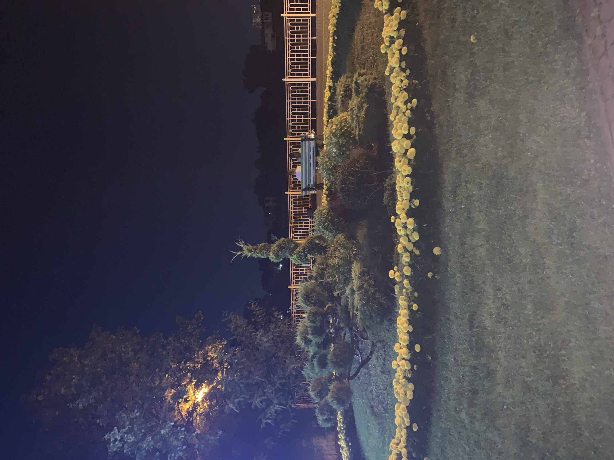 In an outdoor urban park at night, a low-angle shot captures a landscaped island with a sculpted evergreen tree at its center. This island is encircled by a vibrant border of yellow flowers. Behind the island, a white metal fence runs horizontally across the frame. On a bench in front of the fence, two individuals sit facing away from the camera. To the left, the branches of a large tree are illuminated by a nearby light source, casting an orange glow on its leaves. The background is a dark night sky.