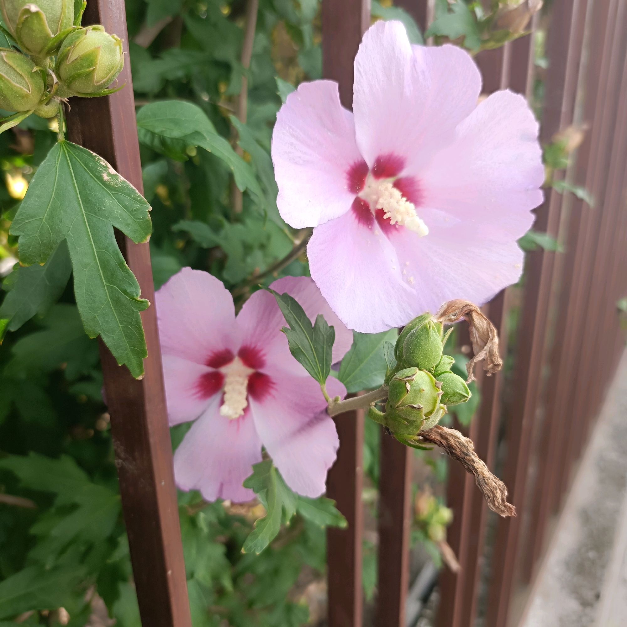 The image shows a close-up view of two light pink hibiscus flowers with dark pink centers, blooming on a plant with green leaves and seed pods. The plant is growing next to a brown, vertical metal fence. In the background, there is a blurred green foliage and the fence continues horizontally, with a concrete surface to the right. The scene appears to be in an outdoor setting, possibly a garden or park in Rüsselsheim am Main, Germany. The lighting suggests it is daytime. There are no people or animals visible in the image.