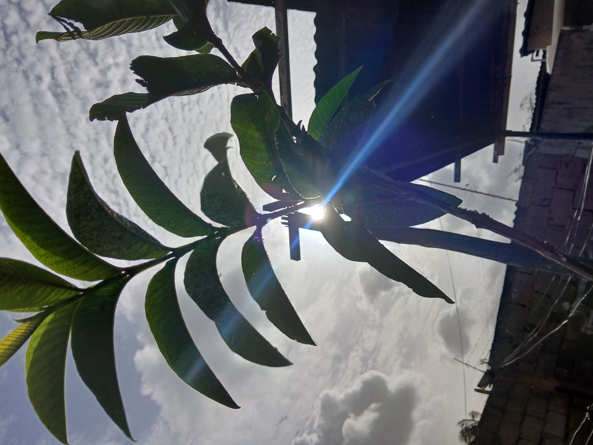 A low-angle shot presents a branch of guava leaves backlit by the sun, with cloudy sky visible through the spaces between leaves. The background reveals parts of buildings or structures, indicating an urban environment. The city of Juan Griego, Venezuela, is named as the location. The image focuses on the natural element of the guava branch against an urban backdrop, capturing the interplay of light and shadow.