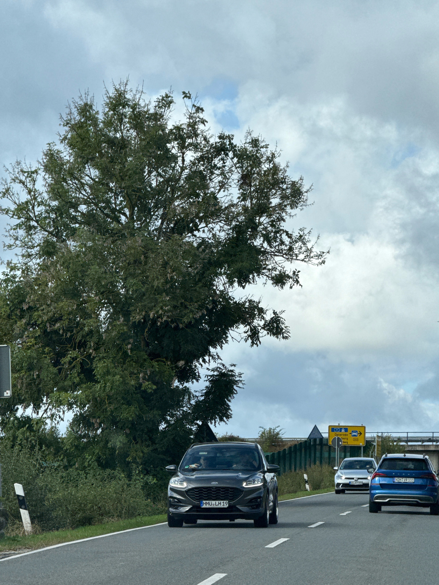 The image shows a view from a car driving on a road in the vicinity of Bad Sachsa, Germany. In the foreground, a dark grey SUV is driving in the right lane. Behind it, in the same lane, is a white Volkswagen Golf, and further ahead in the left lane is a blue Skoda. The road is a multi-lane highway with a grassy shoulder on the left, bordered by a white and black reflective marker. A large tree with dense green foliage dominates the left side of the frame, extending upwards towards a cloudy sky. In the background, a yellow road sign with German text and arrows is visible, indicating directions to "Osterode" and other locations. The overall scene depicts highway travel on a slightly overcast day.