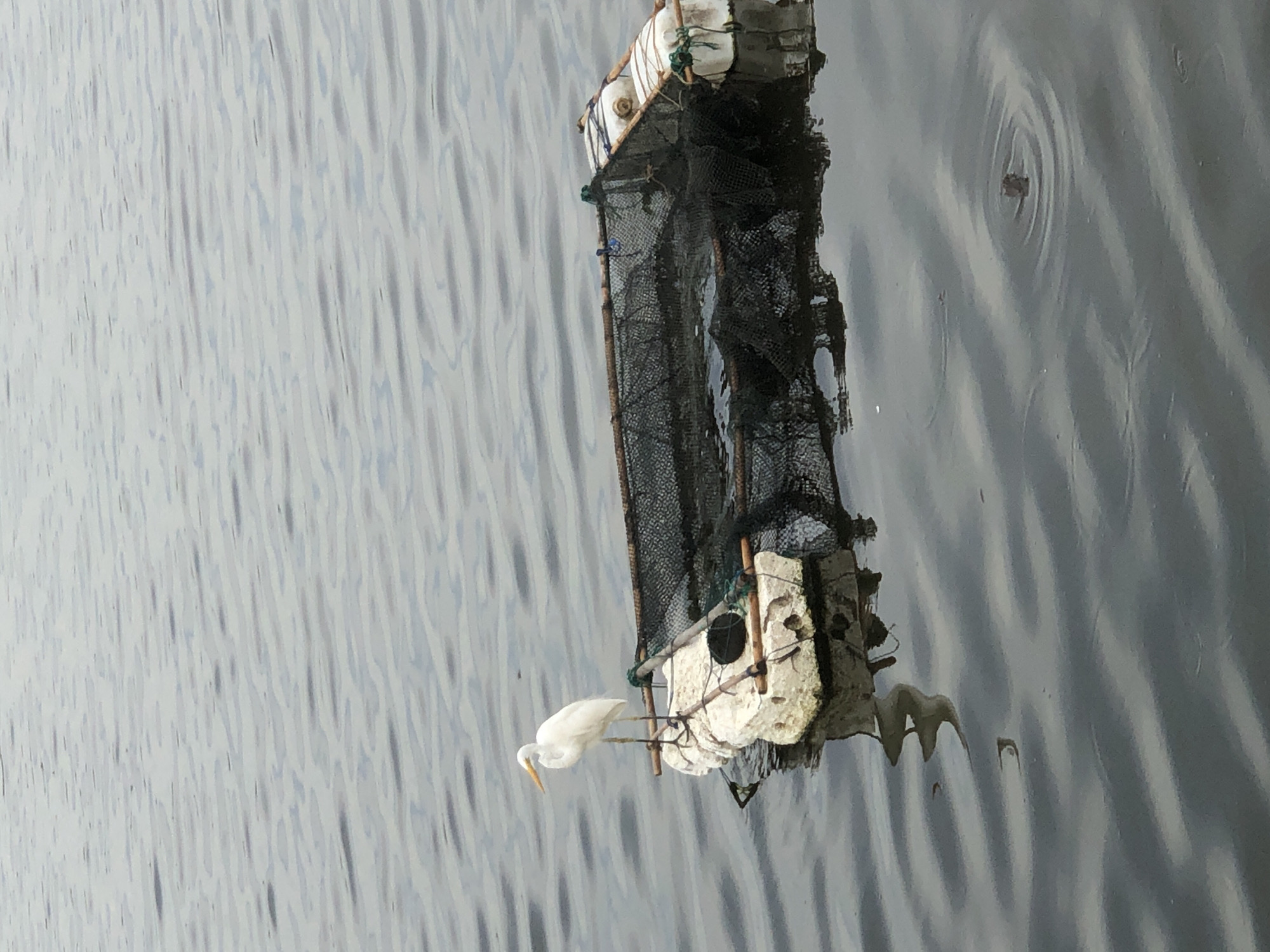 A white egret stands on a floating raft in the water. The raft is constructed from white foam and bamboo poles and holds a black net cage. The water is calm with slight ripples. In the distance, there appears to be a small disturbance in the water, possibly a small fish. The scene suggests a fishing activity or a bird resting near a fish trap. The location is the waters near Lhokseumawe, Indonesia.