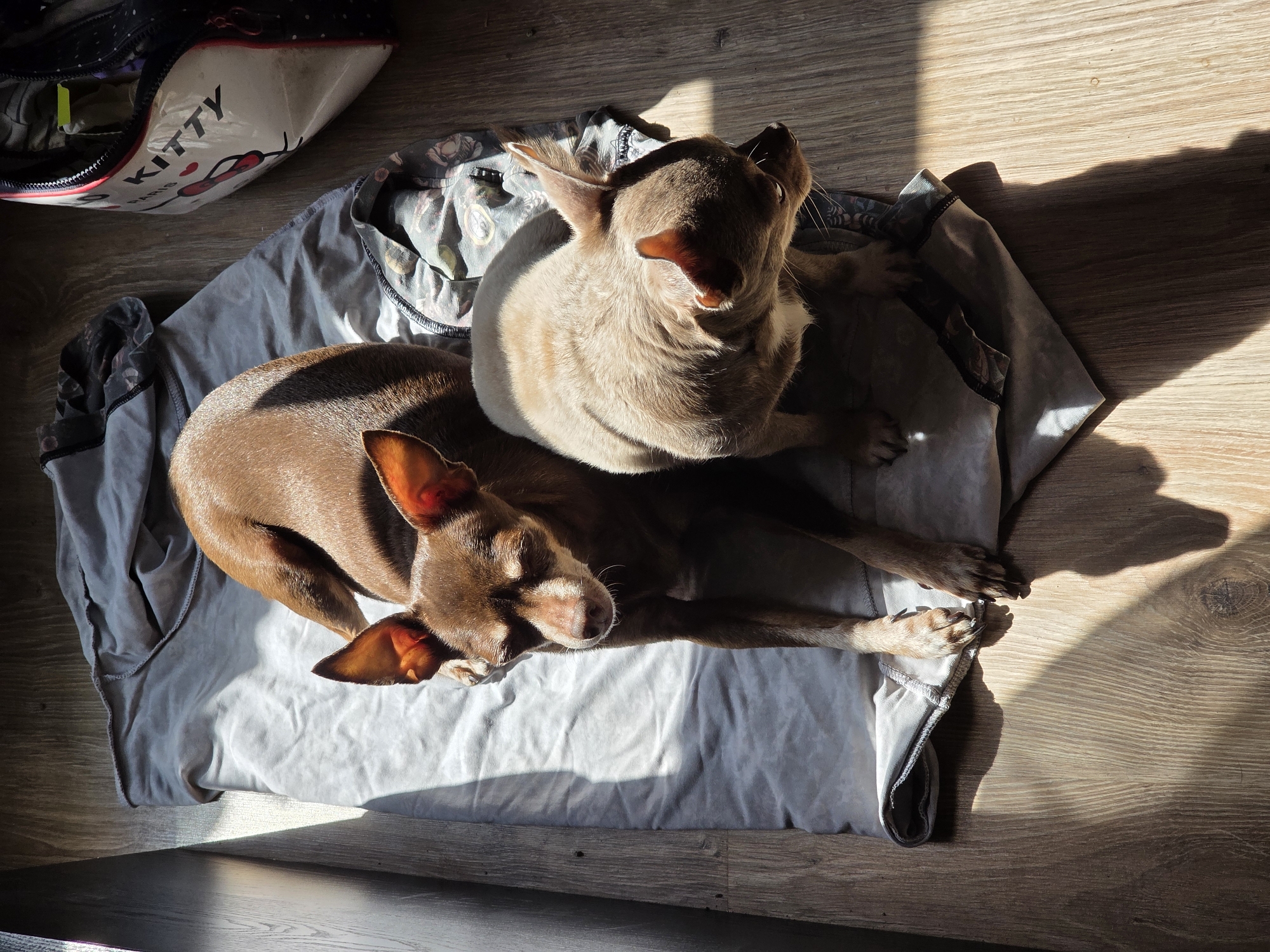 Two small dogs, one brown and one tan, are lying on a gray blanket on a wooden floor. Sunlight streams in from the left, casting shadows. To the right of the dogs is a white and red bag with "Hello Kitty" written on it. The scene appears to be indoors.