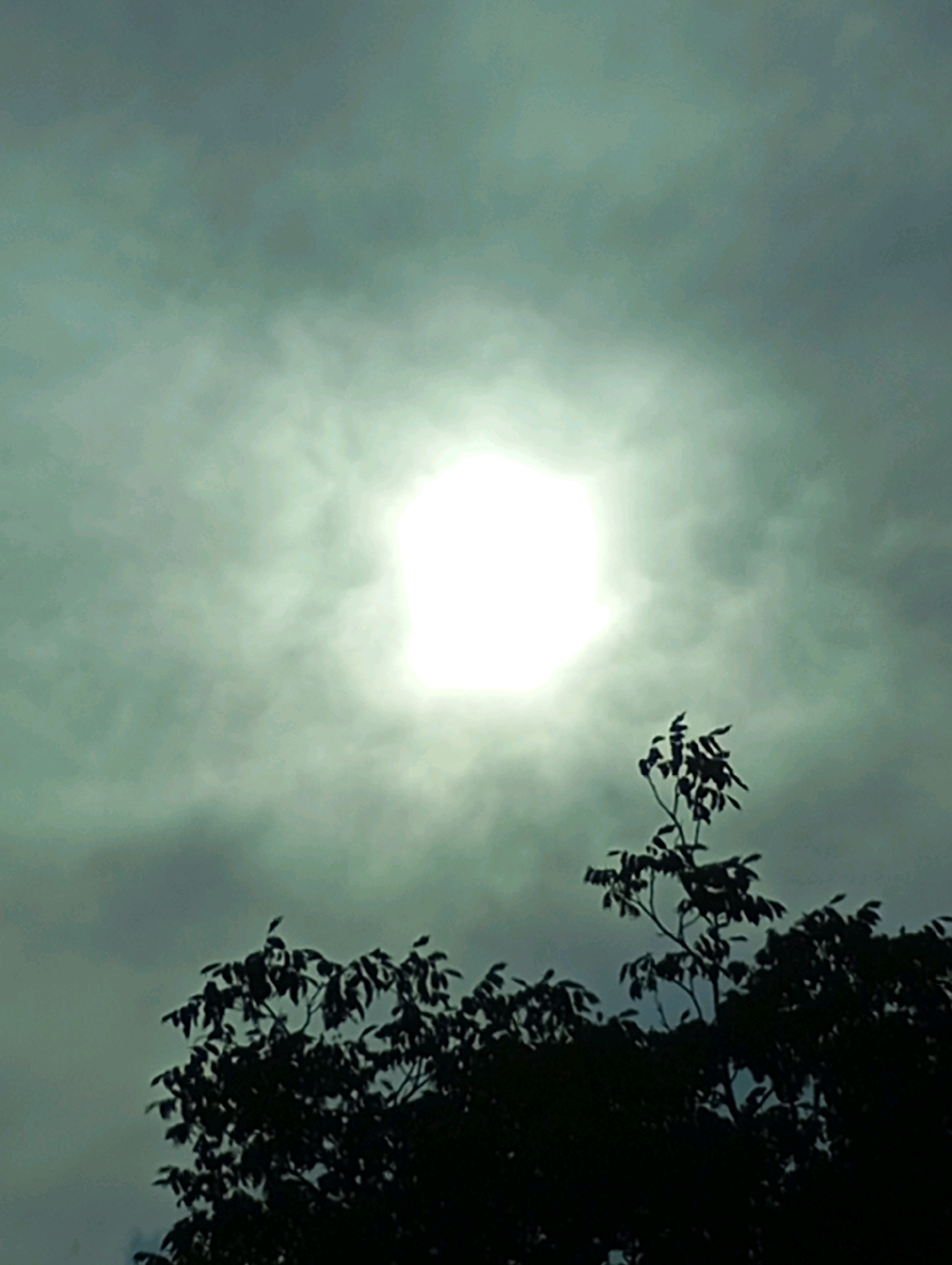 The image shows a bright, hazy sun in a cloudy sky, viewed from below. In the foreground, silhouetted against the sky, are the dark branches and leaves of trees. The scene appears to be outdoors, likely in a natural or park setting within the city of Horishni Plavni, Ukraine. There are no people or specific landmarks visible to further indicate the exact location.