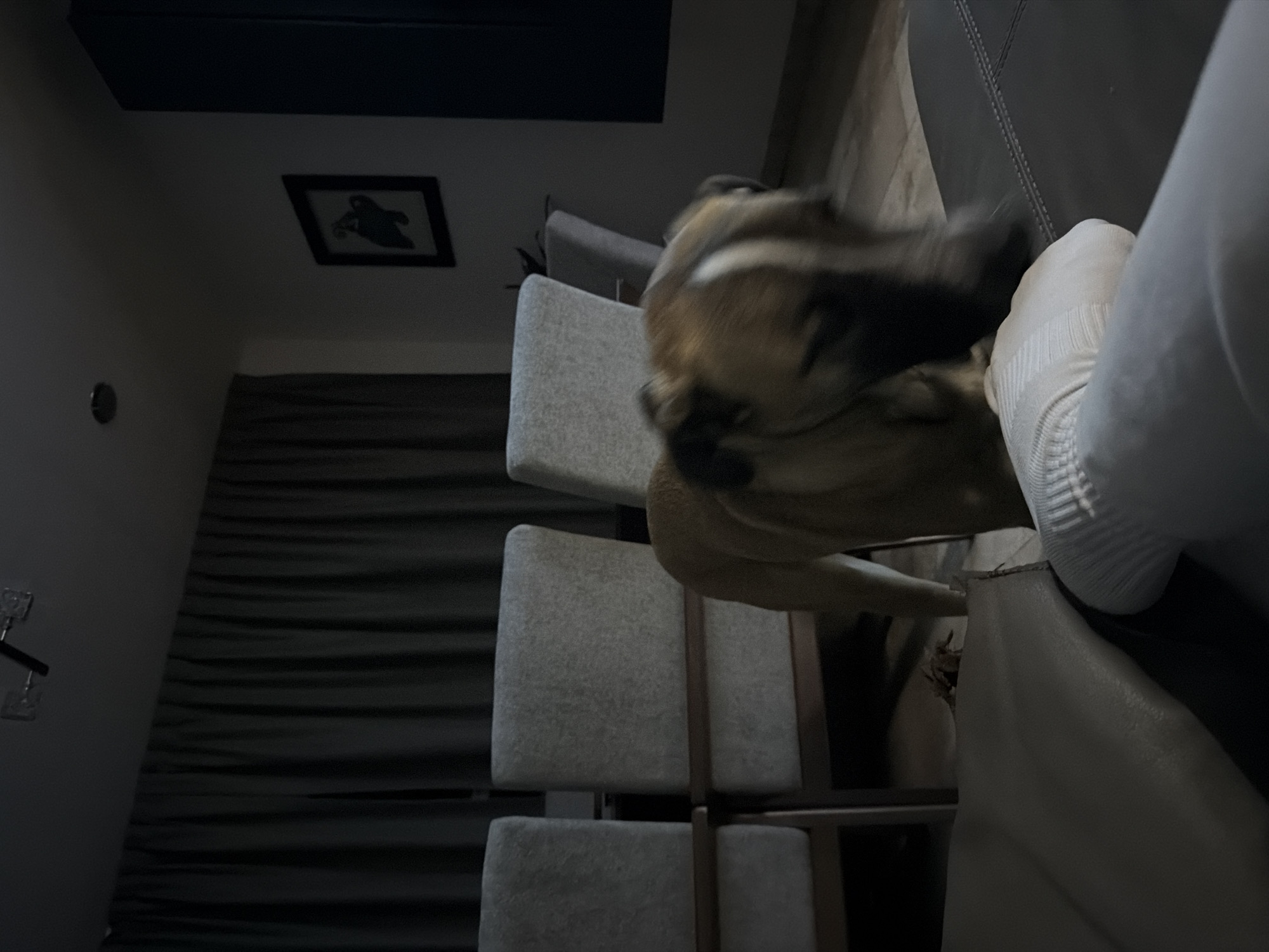 The image captures an indoor scene, likely a dimly lit dining or living area in Santa Clara Ocoyucan, Mexico. The primary subjects are a person's lower leg and foot, wearing a light-colored, ribbed sock and sweatpants, and a dog with light brown and white fur, possibly a bulldog, whose head is blurred due to motion.
The dog appears to be actively moving or playing near the person's foot, suggesting an interactive moment between the pet and owner. The person's foot is positioned close to or resting on a dark-colored sofa or bench, which features distinct stitched seams.
In the background, a set of three light grey upholstered chairs with dark, thin metal frames are visible, indicating a dining arrangement. The walls are light in color, and a small, framed picture with a dark silhouette of an abstract shape or creature hangs on the wall. Dark, horizontally textured curtains or blinds cover a window or wall section. A small, round metallic fixture is also mounted on the wall. The overall lighting is low, suggesting it might be evening or night. There is no visible text in the image.
