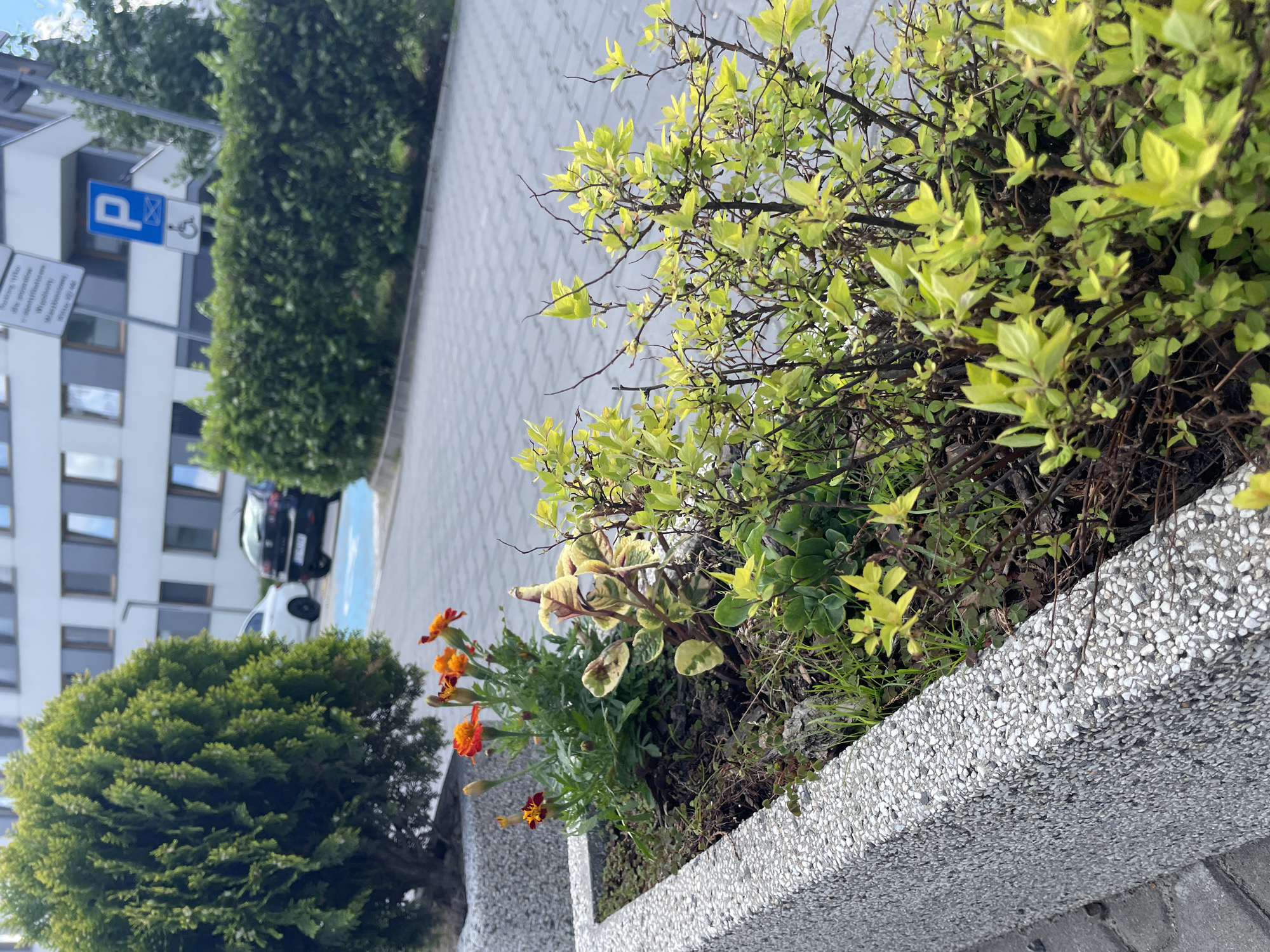 In the city of Unknown, Unknown, a concrete planter box is filled with greenery and orange marigolds. In the background, a modern building with rectangular windows stands behind a row of neatly trimmed green hedges. A paved walkway runs in front of the hedges, and a blue-marked parking space for disabled individuals is visible. Two cars, one white and one dark-colored, are parked in the distance. The scene suggests an urban environment with well-maintained landscaping.
