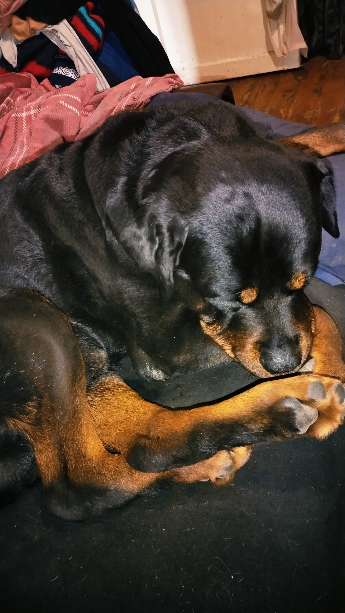 A black and tan Rottweiler dog is sleeping curled up on a dark blanket. The dog's head is resting on its paws, and its eyes are closed. The dog's fur is short and sleek, and its body is muscular. The background is cluttered with blankets and clothing. The image does not contain any elements that indicate a specific location in the city of Horishni Plavni, Ukraine.