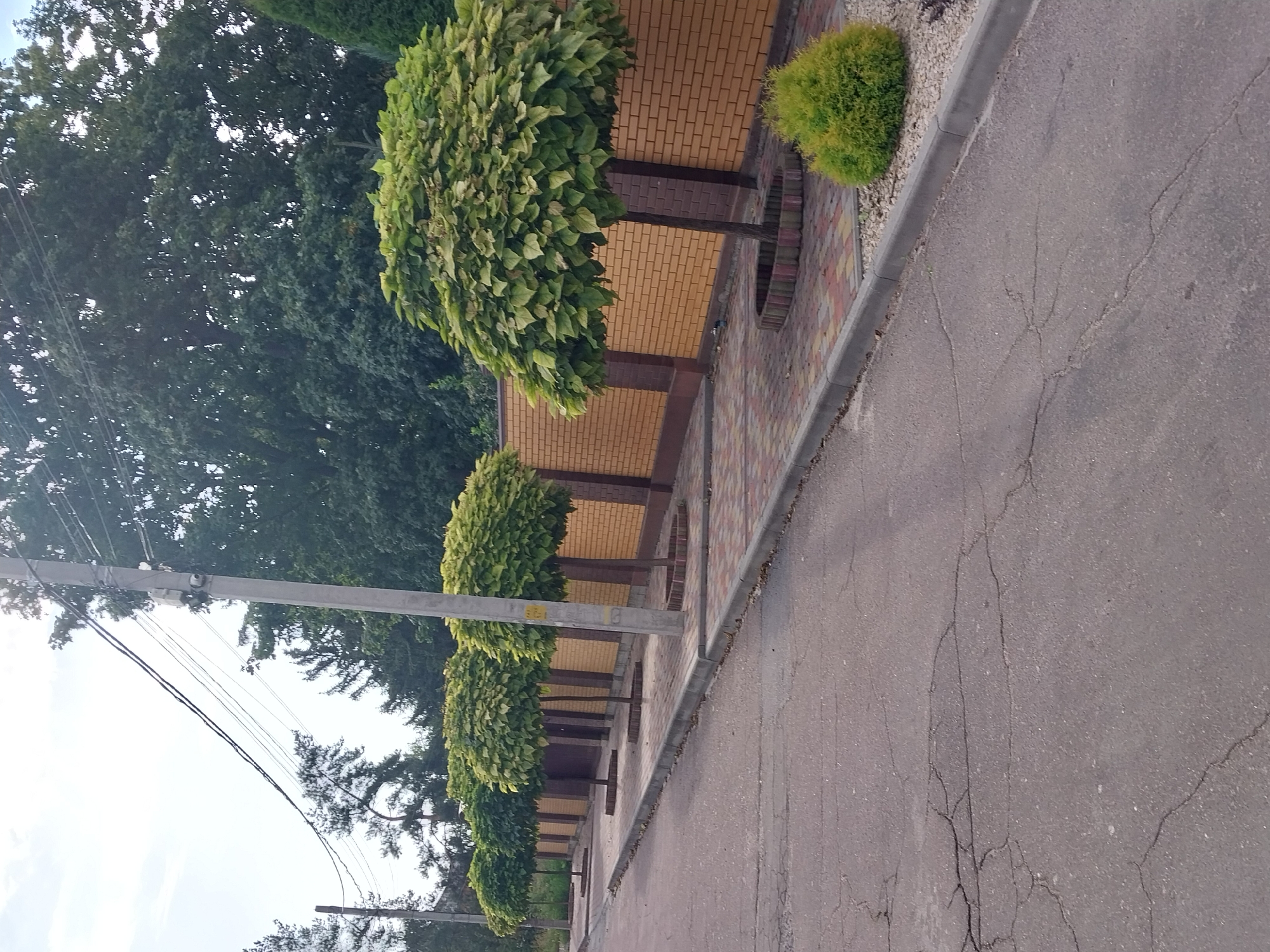 This image captures a street scene in the city of Doslidne, Ukraine. A paved road with visible cracks occupies the foreground. To the right, a gray curb separates the road from a sidewalk paved with colorful rectangular stones. A short, green, spherical bush is planted on the right side of the sidewalk.
Further down the sidewalk, a line of four meticulously pruned trees with spherical canopies stands. Each tree has a single trunk and is surrounded by a circular planter made of interlocking bricks. Behind the trees, a brick wall forms a boundary, with the lower section being dark brown and the upper section a bright orange-yellow. A utility pole with wires stretches across the upper portion of the image, with the sky visible above. Trees with dense green foliage form a backdrop behind the wall and pole, suggesting a suburban or semi-rural environment. The overall impression is one of well-maintained landscaping along a residential street.
