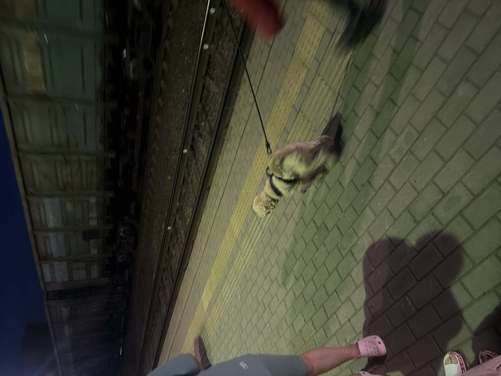 The image shows a dog on a leash walking on a train station platform. The platform is paved with brick-like tiles. There are train tracks next to the platform, and a train with boxcars is visible in the background. The train cars have markings on them, including Cyrillic text. The lighting suggests it is nighttime or dusk. On the left side of the image, a person's legs and feet are visible, wearing pink Crocs and shorts. On the right side, a blurred red object is present, possibly clothing. The dog is light-colored and appears to be a medium-sized breed, wearing a harness and leash. The scene is set at the Balashov train station in Balashov, Russia.