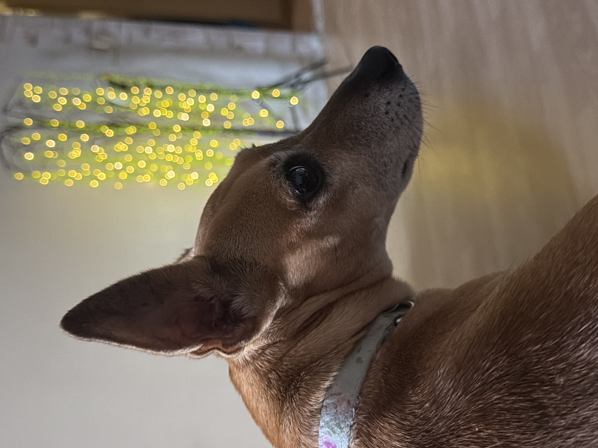 A brown dog with large ears and a patterned collar is shown in profile, looking to the right. The dog is a medium-sized breed with a short, smooth coat. Its eyes are dark and alert, and its nose is black. The background is blurred, but appears to be indoors with a wall and some lights in the distance. The lights are yellow and bokeh, suggesting they are string lights or Christmas lights. The image was taken at an angle, with the dog's head and neck taking up most of the frame. The overall lighting is soft and warm, with a slight shadow cast on the dog's face. There is no indication of the dog's location within the city of Svilengrad, Bulgaria.