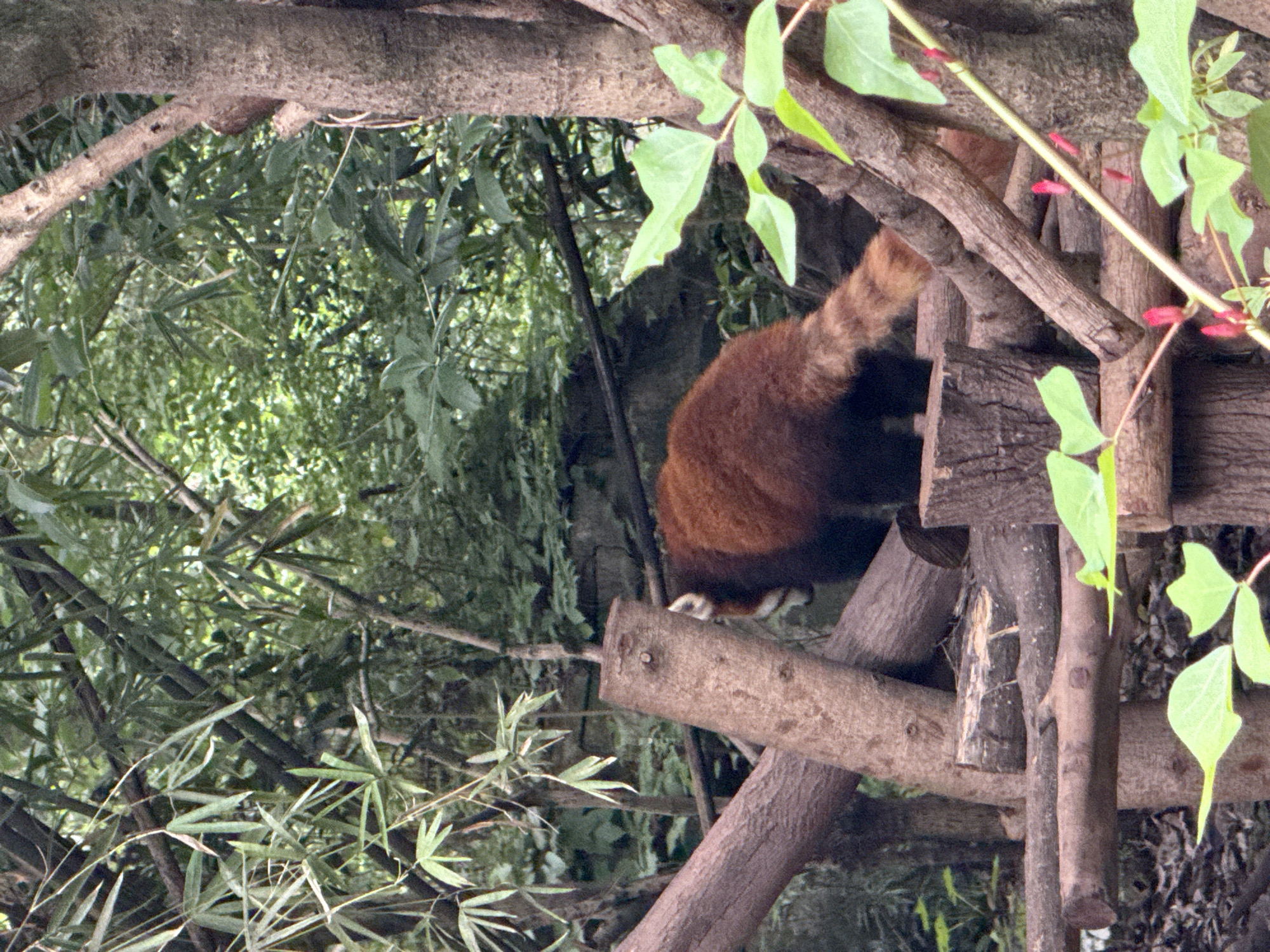 A red panda is captured in an arboreal setting, likely within a zoo enclosure. The animal's reddish-brown fur is prominent on its back and tail, which appears to have faint rings or stripes. Its black hind legs and white paws are visible as it grips a sturdy wooden log. The red panda is positioned amidst a network of natural tree branches and what appears to be a constructed wooden platform or climbing structure.
The surrounding environment is rich with dense green foliage, featuring various types of leaves, including what looks like bamboo in the background. Several thick, rough-barked branches crisscross the frame, providing climbing opportunities. A delicate vine with small, elongated pinkish-red flower buds or berries is visible in the upper right portion of the image.
The scene is brightly lit by natural daylight, suggesting it is daytime. The lighting creates a slightly dappled effect as it filters through the leaves. There are no human subjects visible, and no text is present in the image. The setting evokes a natural habitat, consistent with the typical environment for a red panda, providing ample climbing structures and plant life. The overall mood is peaceful and naturalistic.