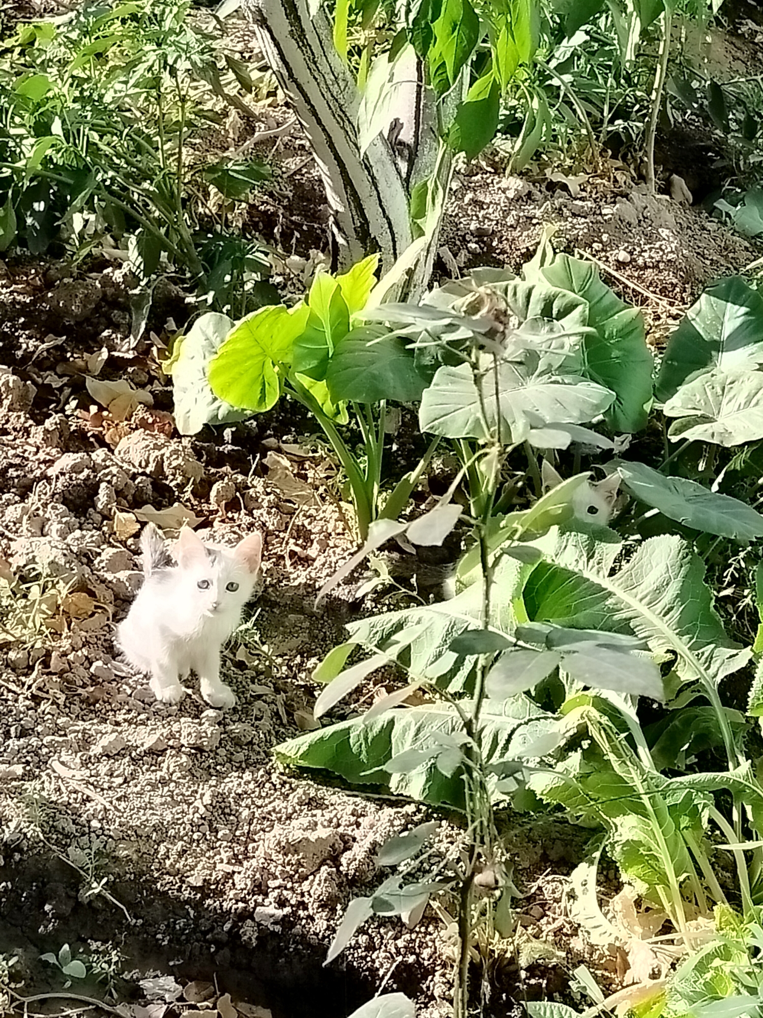 The image captures an outdoor scene in the city of Kölkent, Kazakhstan, featuring a young white kitten with grey markings on its ears and tail. The kitten is sitting on dry, stony ground amidst lush green foliage and what appears to be agricultural planting. The environment suggests a garden or a cultivated area. Sunlight illuminates the scene, casting shadows and highlighting the textures of the soil and leaves. The kitten is the central subject, appearing alert and curious, with its gaze directed towards the viewer. The surrounding vegetation includes large, broad leaves and thinner, stalk-like plants. The overall impression is one of natural beauty and the presence of a small, domestic animal in a rural or semi-rural setting.