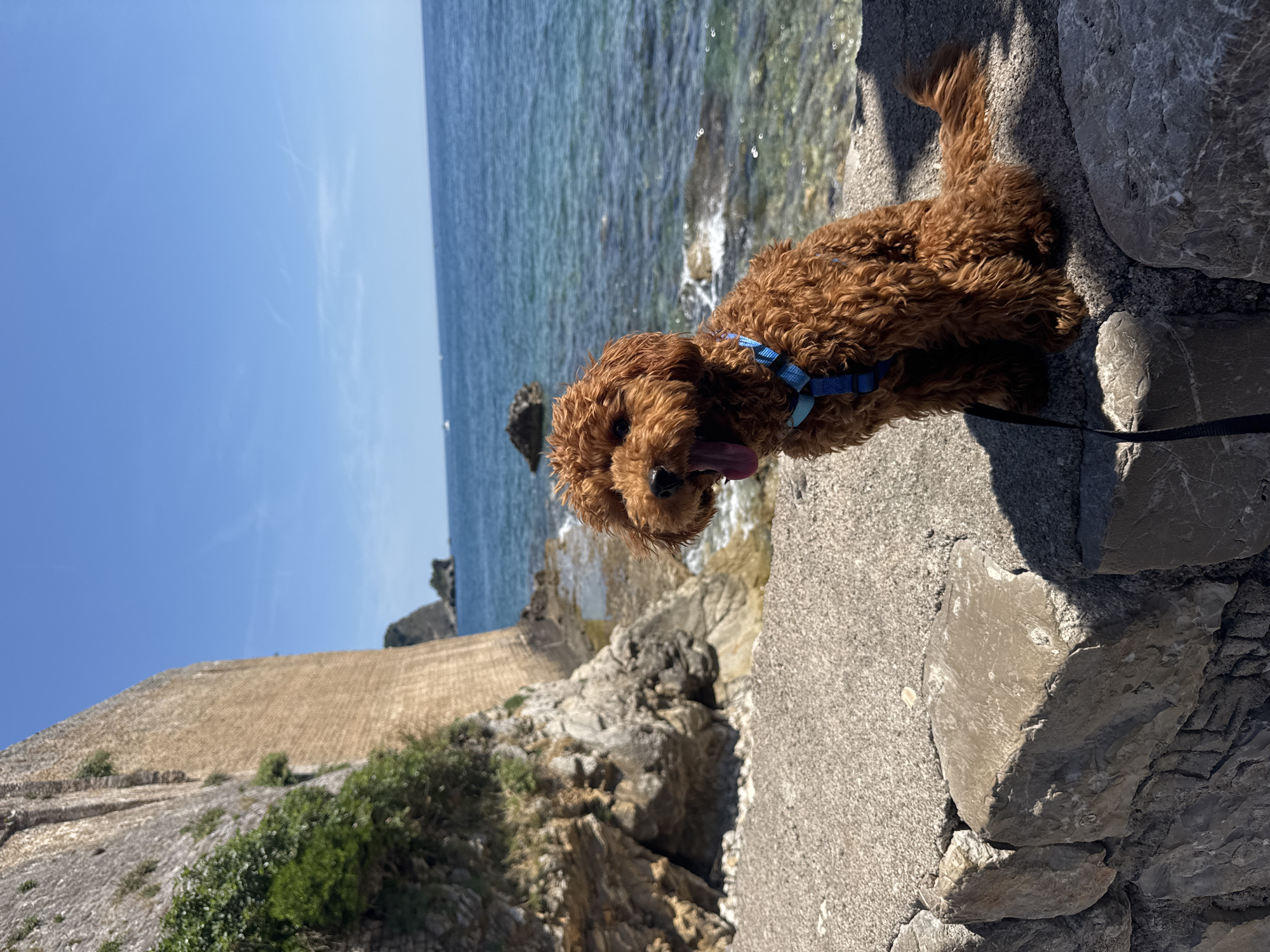 A reddish-brown, curly-haired dog, wearing a blue harness and an attached black leash, sits upright on a light grey, coarse stone wall. The dog's mouth is open wide, with its pink tongue extended, suggesting a pant or yawn. Its gaze is directed slightly right of the camera. The setting is a sunny coastal area, identifiable as the vicinity of Budva Old Town in Montenegro, due to the distinctive ancient stone fortification wall visible on the left.
The wall on which the dog rests transitions to a lower, irregularly stacked stone wall. To the left, a rugged, rocky shoreline with grey boulders and smaller stones meets clear, light blue-green sea water, where small waves are breaking. Further out, the water deepens to a rich blue. In the distant background on the left, a significant portion of a tall, light brown stone wall, indicative of historical fortifications, rises vertically, partially adorned with green foliage. Beyond this wall and coastline, dark, rocky islands or landmasses are visible emerging from the sea. The horizon line shows a vast expanse of deep blue sea under a clear, bright blue sky with faint, wispy clouds. Several small white objects, likely distant boats, are discernible on the water near the horizon. Strong sunlight illuminates the scene, creating distinct shadows on the dog and the stone surfaces, characteristic of midday conditions.