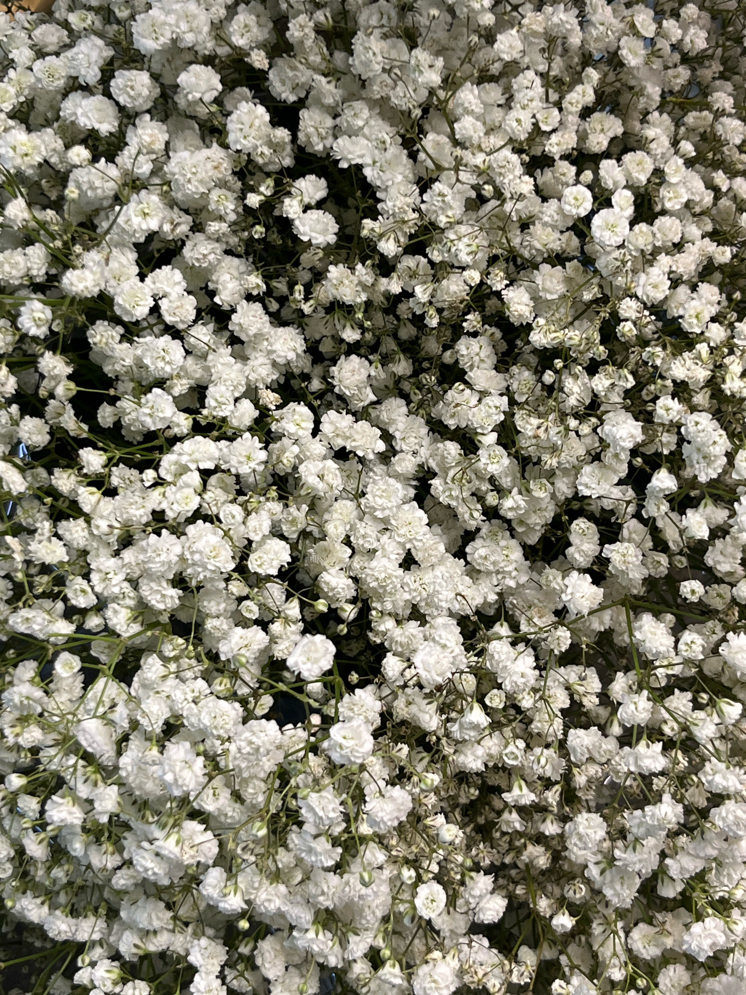 The image is a close-up, overhead shot of a large bouquet of small white flowers, likely baby's breath (Gypsophila). The flowers are densely packed, creating a fluffy, cloud-like texture. The stems are thin and green, interspersed with the white blooms. The background is dark and out of focus, highlighting the flowers. There are no people, animals, or specific landmarks visible that would indicate a location in Kyiv, Ukraine, or any other specific city. The scene is solely focused on the floral arrangement.
