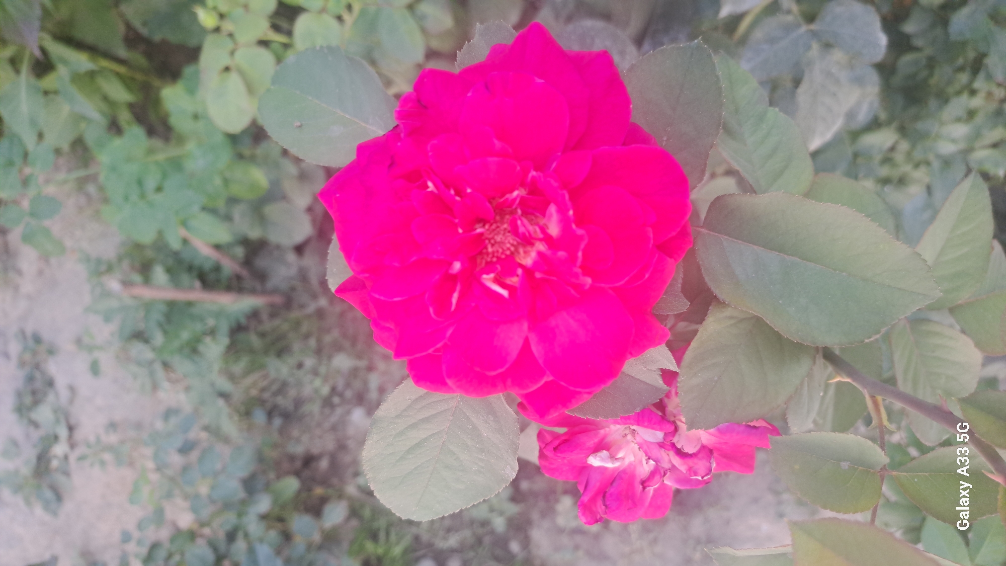 A close-up, vertical shot captures two vibrant pink roses in full bloom, set against a backdrop of soft green foliage and muted earthy tones. The larger rose, positioned prominently in the center and right of the frame, displays a complex arrangement of densely packed petals. Its color is a deep, saturated fuchsia, with lighter highlights suggesting the direction of light. The smaller rose, to the left and slightly below, is partially obscured by its petals and appears less developed. Numerous oval-shaped leaves, varying in shade from deep forest green to lighter sage, surround the flowers, some showing delicate serrated edges. A thin, brown stem is visible, interspersed with the leaves. The background is out of focus, comprising a mixture of green vegetation and a pale, sandy ground. The lower left corner of the image displays the text "Galaxy A33 5G" in white lettering. The scene appears to be outdoors, possibly a garden, with no people or discernible human activity. The overall impression is one of natural beauty and delicate floral detail.
