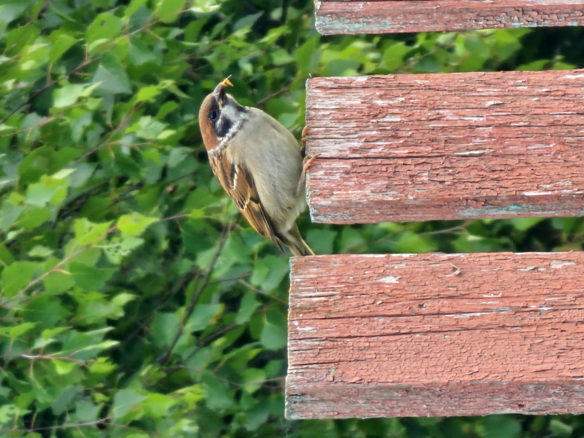 A sparrow with a caterpillar in its beak sits on a weathered, red-painted wooden fence post. The background is a blur of green foliage, suggesting a natural outdoor setting. The image captures a moment of the bird's activity, likely in the city of Chukholovo, Russia, given the provided context. The fence posts are old and show signs of peeling paint.