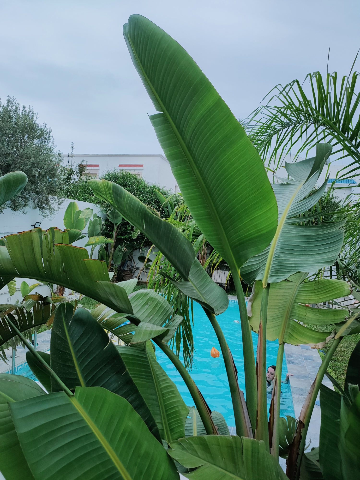 In Mrezga, Tunisia, a backyard scene unfolds with lush tropical foliage dominating the foreground. Large, vibrant green leaves, characteristic of a bird of paradise plant, stretch across the frame, partially obscuring a bright blue swimming pool. A young person with dark hair is visible in the pool, their face partially submerged as they rest their arm on the pool's edge. An orange spherical object floats in the pool water. Beyond the pool, a white building with decorative red accents on its upper facade is visible, surrounded by more greenery. The sky above is overcast, casting a soft, diffused light on the scene. The environment suggests a private residential property, likely a garden area with a swimming pool.