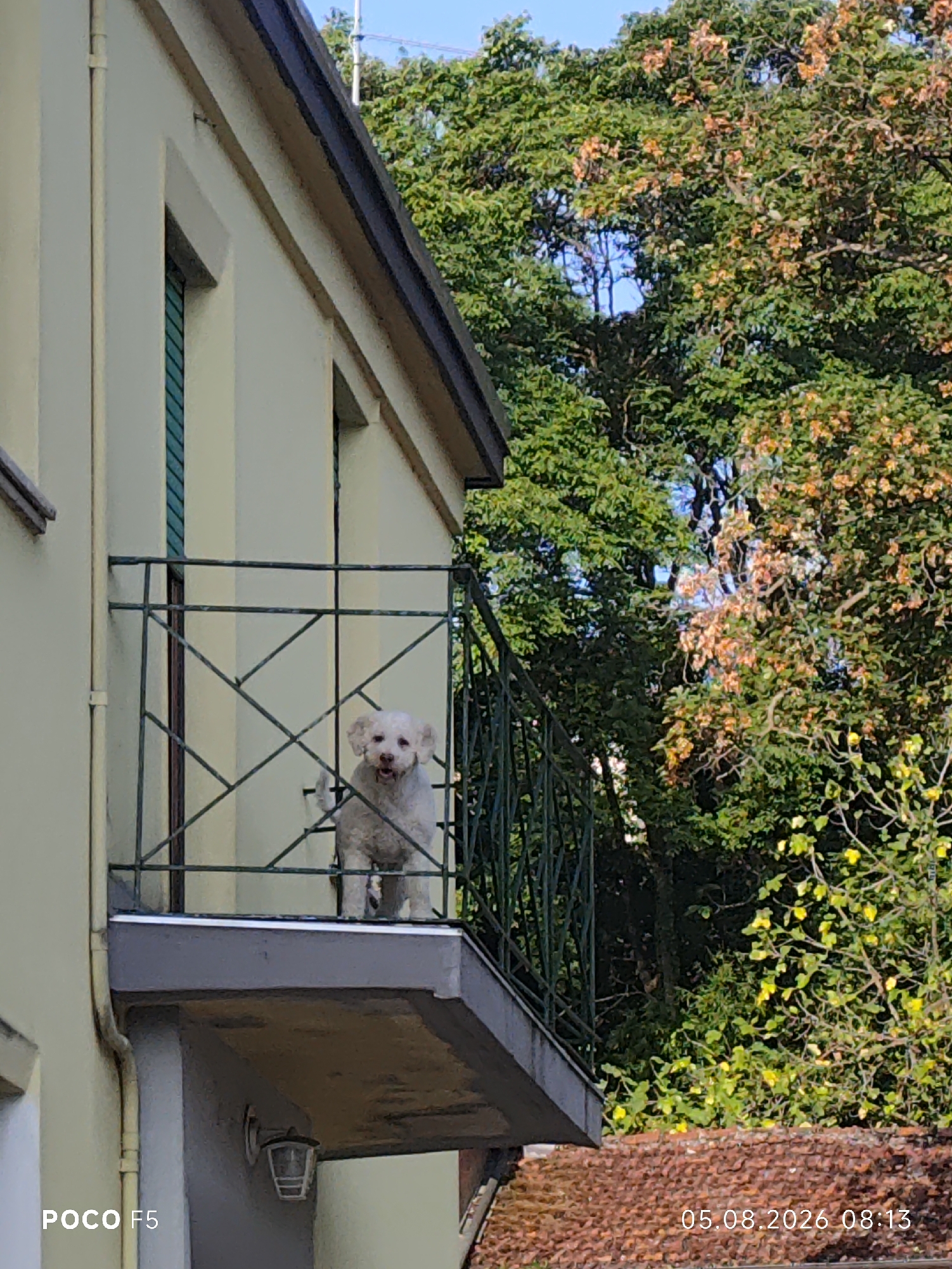 The image shows a white dog standing on a balcony of a building, possibly in Collecchio, Italy. The dog is looking towards the camera. The building appears to be made of light-colored stucco with dark-trimmed windows. There is a metal railing on the balcony. Behind the building, there are lush green trees with some leaves showing autumnal colors. The sky is blue. A timestamp at the bottom right corner of the image reads "05.08.2026 08:13". The text "POCO F5" is visible at the bottom left.