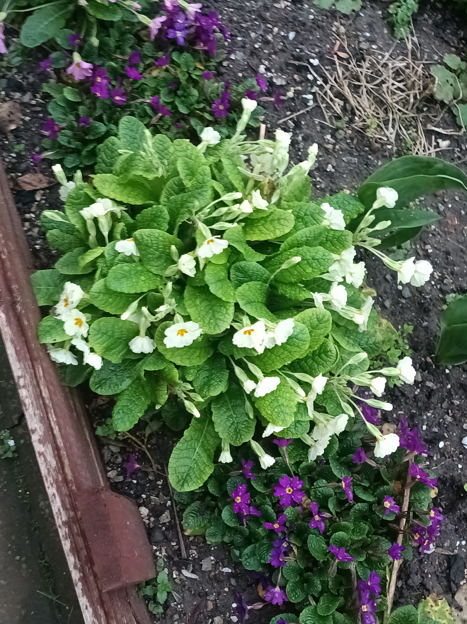 The image shows a garden bed with a cluster of white primrose flowers with yellow centers surrounded by green leaves. Adjacent to the primroses are smaller clusters of purple flowers with yellow centers. There is a weathered, reddish-brown wood border along the left side of the frame. The soil appears dark and loamy, with some dried plant debris visible in the background. The photograph was taken outdoors, likely in Burgas, Bulgaria.