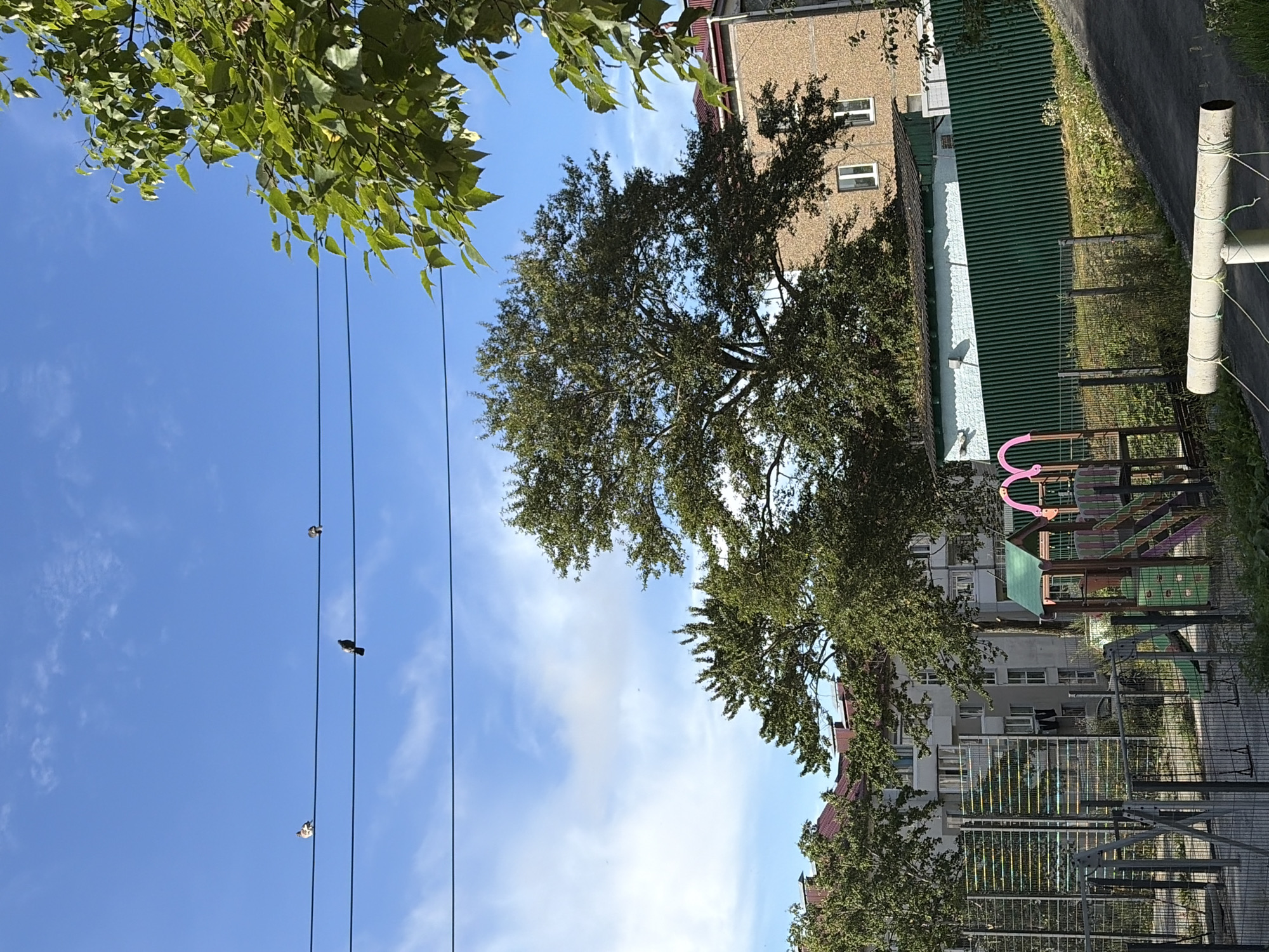 The image captures a scene in Korsakov, Russia, under a clear blue sky with scattered white clouds. In the foreground, a playground area is visible, enclosed by a metal fence. The playground features colorful structures including slides, swings, and climbing apparatuses. Beyond the playground, a long green corrugated metal fence runs horizontally across the frame. Behind the fence, a low-rise building with a light blue and white facade stands, partially obscured by trees. Further in the background, larger residential buildings with red roofs are visible, as well as mature trees with dense green foliage. Power lines stretch across the upper portion of the image, with three pigeons perched on them. A large tree with spreading branches dominates the mid-ground, its leaves a deep green. The overall environment suggests a residential urban setting.