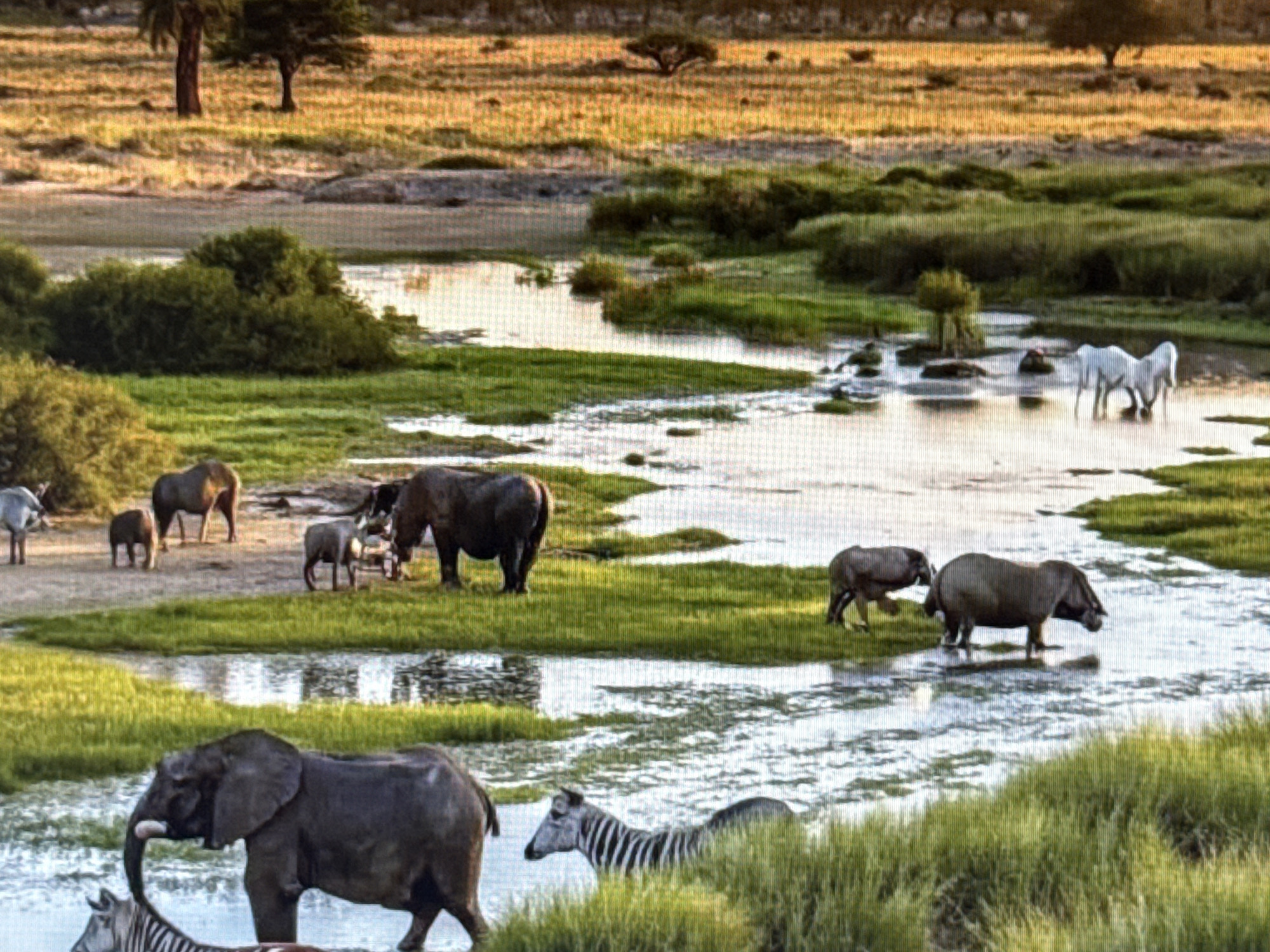 In a serene African savanna landscape, a winding river flows through lush green vegetation and grassy plains under a warm, golden sky. Several elephants, zebras, and white horses are scattered throughout the scene. In the foreground, a large elephant stands in shallow water, partially obscured by tall grass, with its trunk gracefully curved. To its left, a zebra with distinctive black and white stripes emerges from the water. Further back, a herd of elephants, including a mother and calf, gathers on a grassy bank near a muddy area. On the opposite bank, a large dark elephant is visible. In the distance, a group of three white horses drinks from the river. The savanna is dotted with scattered trees and bushes, with a few larger trees silhouetted against the horizon. The overall atmosphere is peaceful and tranquil, capturing a moment of wildlife in its natural habitat.