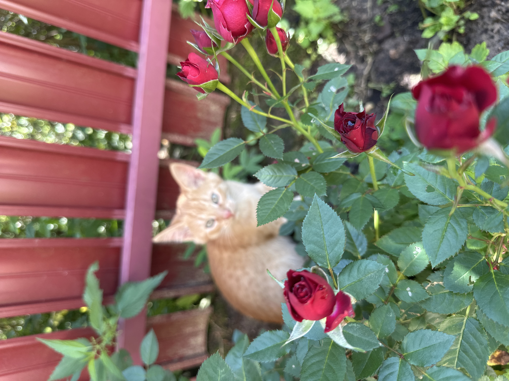 An orange tabby kitten is partially visible behind a rose bush in a garden. The kitten's head and upper body are in focus, while the foreground is dominated by several red rose buds and blooms. The background features a blurred red wooden fence and green foliage. The scene suggests a domestic outdoor setting.
