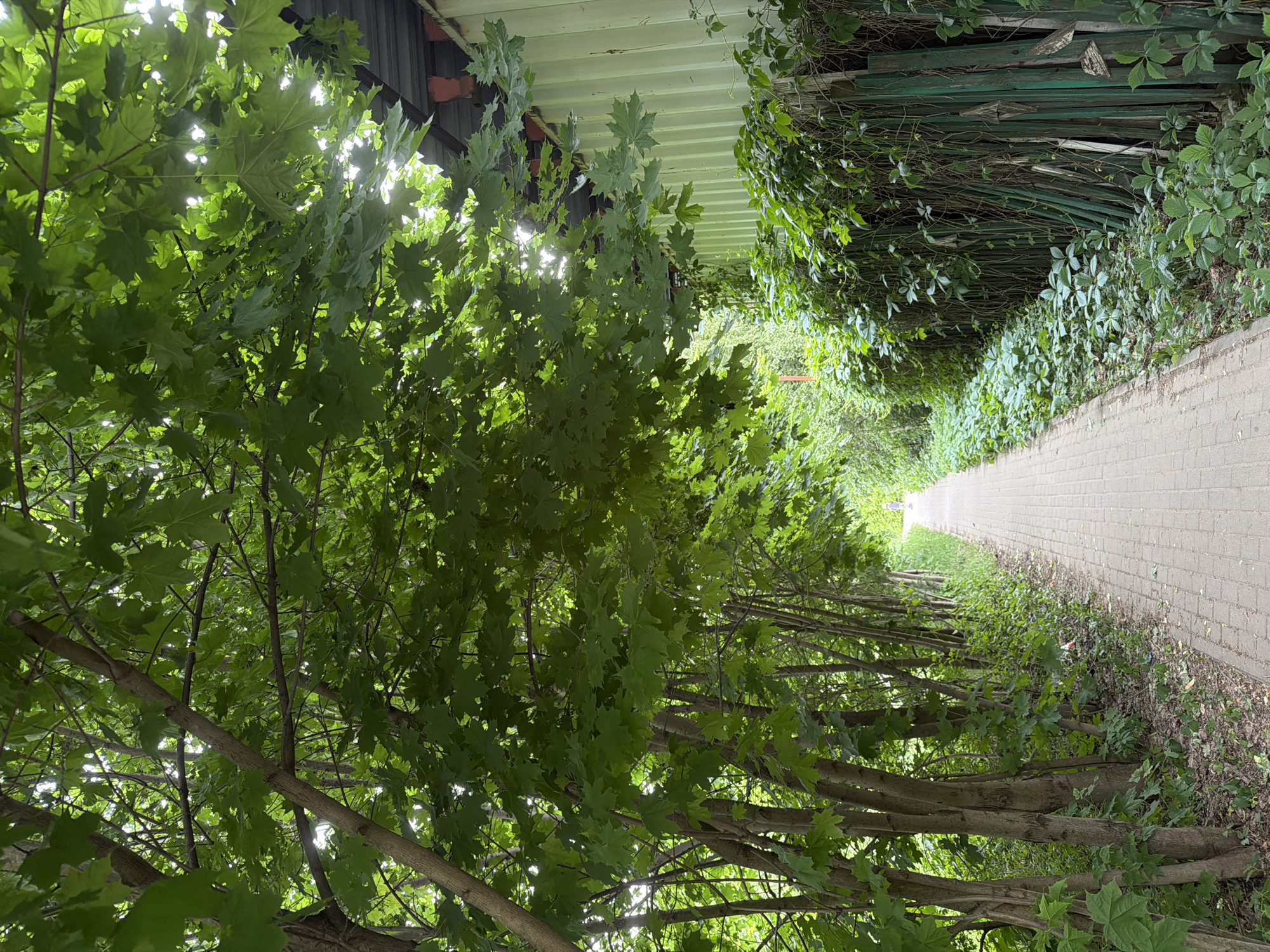 The image depicts a paved pathway in an urban setting, bordered by lush greenery and trees. The path, constructed of light-colored rectangular bricks, recedes into the distance, creating a sense of depth. On the left side of the path, a dense line of trees with vibrant green leaves forms an overhead canopy, casting dappled shade onto the pathway. The tree trunks vary in thickness and appear to be tightly packed together. On the right side of the path, a weathered, green wooden fence is visible, overgrown with climbing vines and various types of foliage. Beyond the fence, a pale green corrugated metal structure is partially visible. The ground adjacent to the path and fence is covered with fallen leaves and low-lying green plants. In the far distance, a solitary figure, appearing as a small silhouette, is walking away from the camera on the pathway. The overall impression is one of a natural, somewhat wild pathway within an urban environment, possibly a park or a less maintained area.