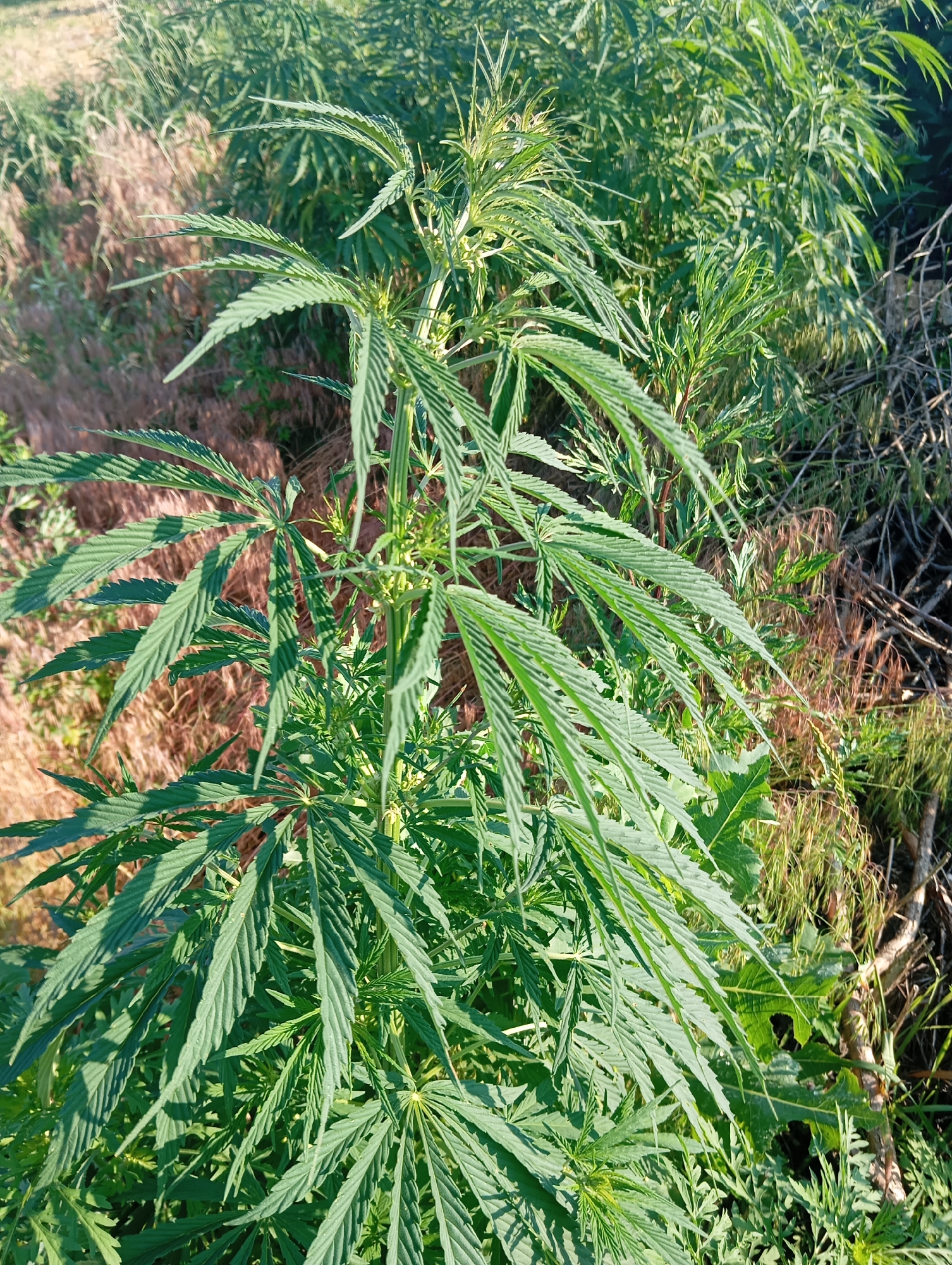 This is a close-up, eye-level, outdoor shot of a marijuana plant. The plant is in focus, with its green, serrated leaves dominating the frame. The background consists of dry grasses and other vegetation, suggesting a natural or uncultivated setting. The lighting indicates it is daytime, with sunlight casting shadows on the leaves. The location of Sofiivska Borshchahivka, Ukraine is not discernible from the image itself. There are no people, animals, or man-made objects present in the scene.
