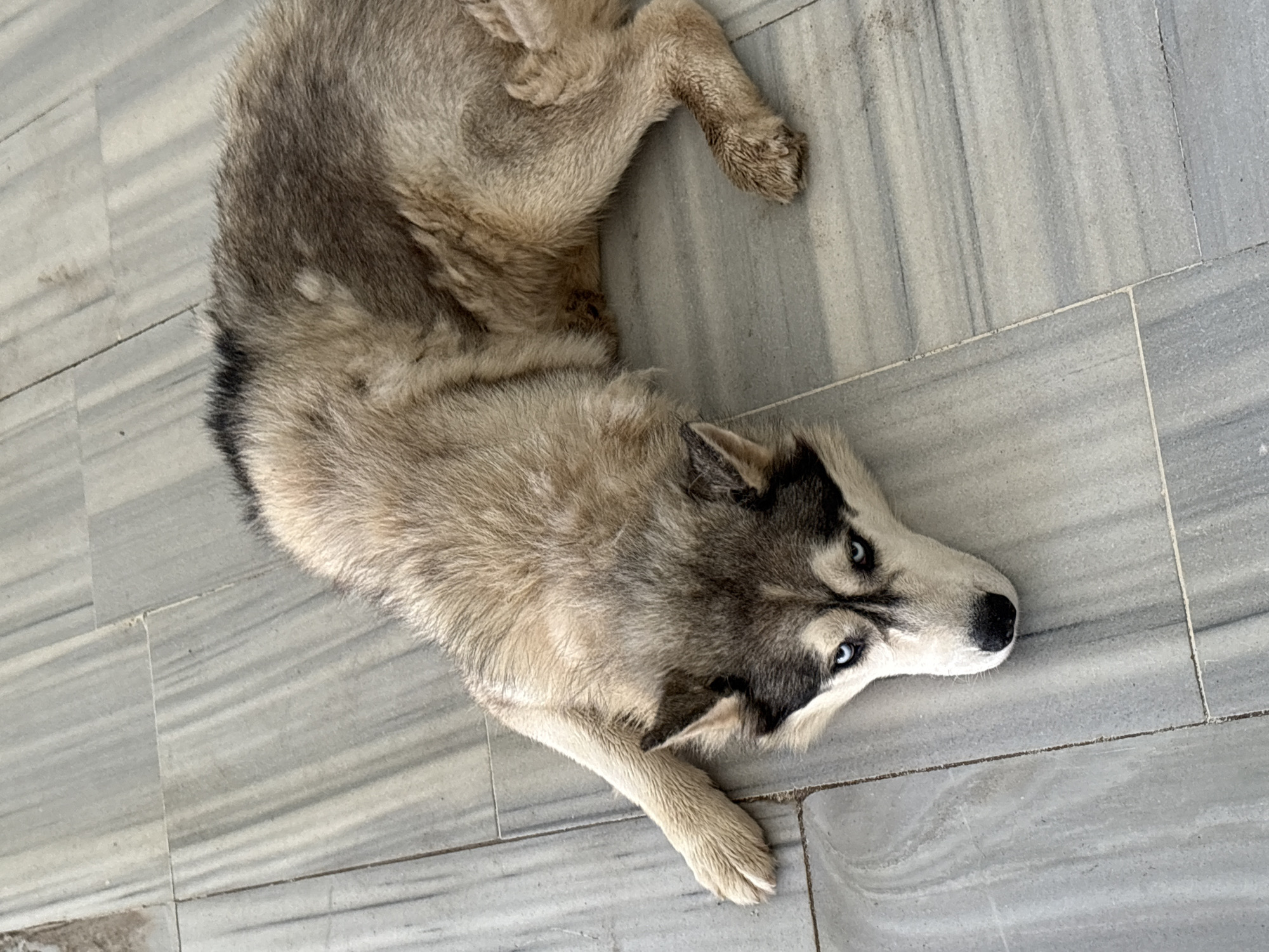 A Siberian husky with striking blue eyes is lying on a tiled floor. The dog's fur is a mix of light brown, gray, and black. Its body is stretched out, with its head resting on the ground. The floor is made of large, light gray tiles with darker gray veining. The scene appears to be indoors or on a covered patio. There are no people or other animals visible in the image. The location in the city of Марковский, Russia is unknown based on the provided image alone.