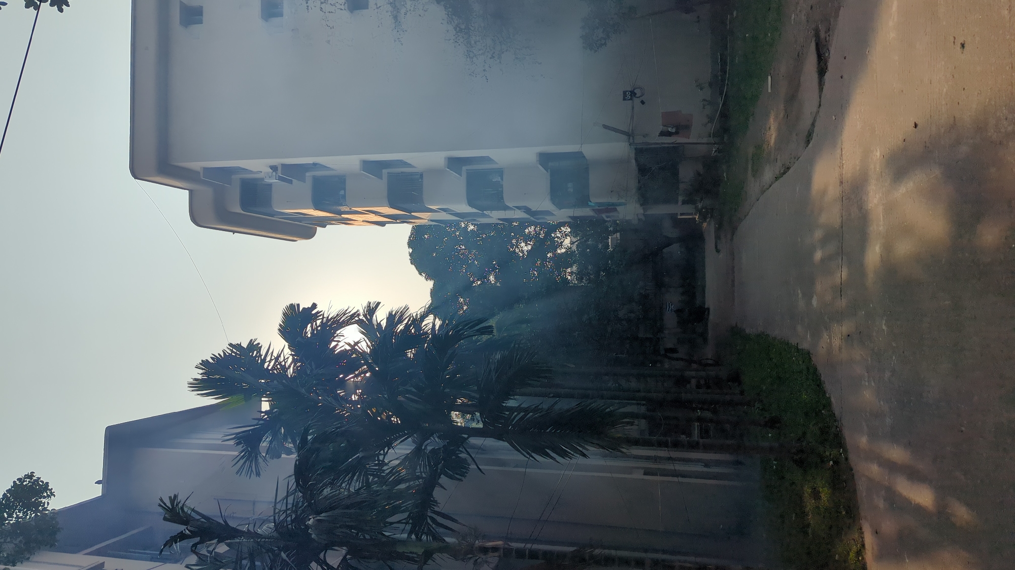 The image shows a street scene in Dhaka, Bangladesh, with a partially obscured sun and overcast sky. The foreground features a row of palm trees. Behind the trees are two multi-story buildings. One building has a light-colored facade with evenly spaced, dark rectangular shapes that may be windows or openings. A street is visible to the right, with patches of grass and shadows.