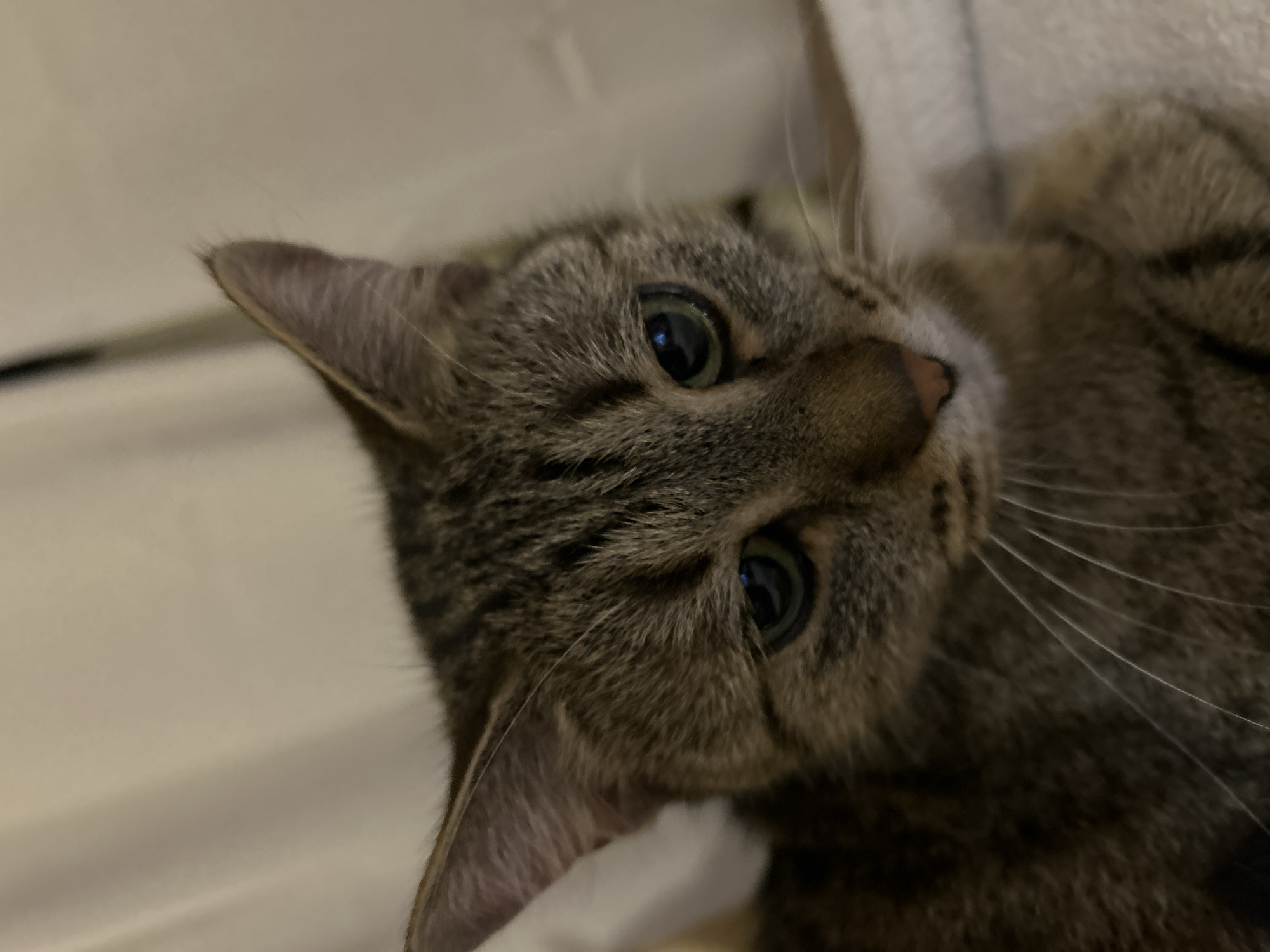 A close-up, eye-level shot focuses on the face of a tabby cat. The cat's fur is a mix of brown, black, and grey stripes. Its green eyes are looking downwards and slightly to the right. The cat's nose is a light pink color. Long, white whiskers fan out from its muzzle. The background is soft and out of focus, appearing to be a light-colored fabric, possibly a blanket or curtain. The lighting is warm and somewhat dim. No specific location in Sofia, Bulgaria can be identified from the image.
