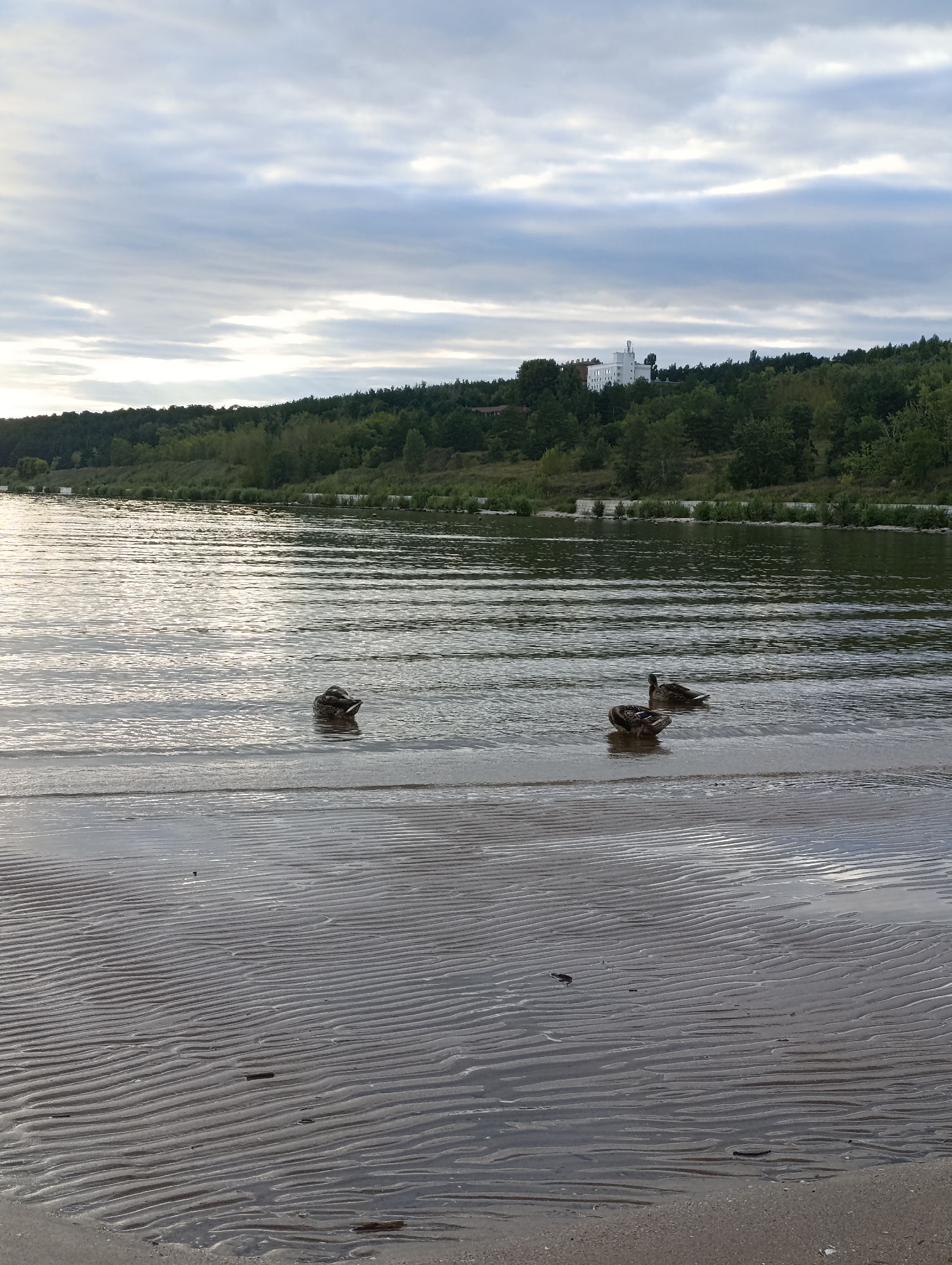 The image depicts a body of water, likely a river, with a sandy, rippled shoreline in the foreground. Several ducks are visible in the water. In the background, a densely wooded hill rises, topped by a large, white building. The sky is overcast with scattered clouds. The scene appears to be set during daylight hours. The location is identified as the Volga River embankment in Tolyatti, Russia, with the white building likely being the Tolyatti State University building.