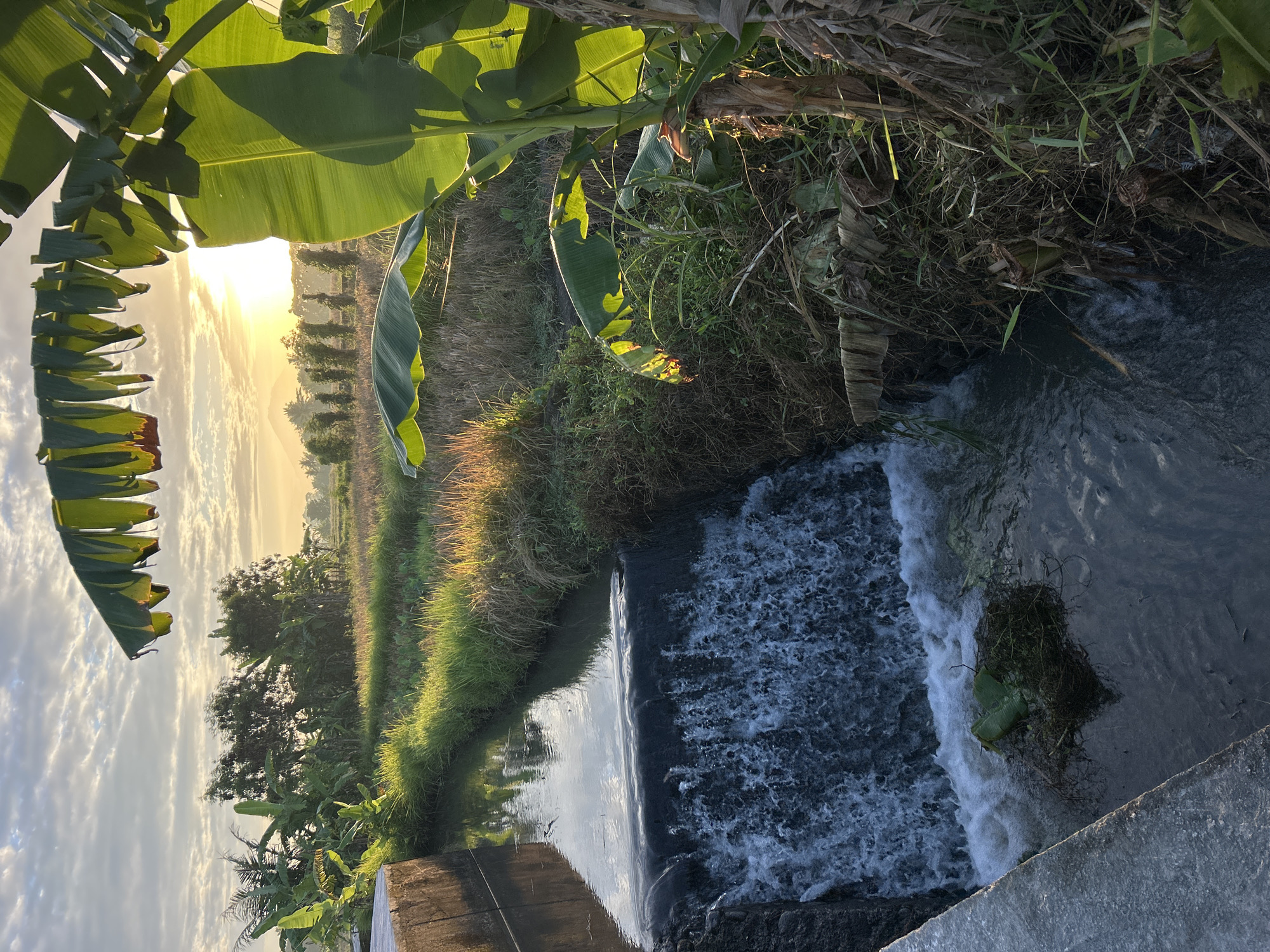 This is a medium shot, taken from a slightly elevated perspective, of a small, artificial waterfall in a rural area near Mengwi, Indonesia. The waterfall is constructed of concrete and rock, with water flowing down from a canal into a lower stream. In the foreground, on the right, is the trunk and large leaves of a banana tree, its foliage casting shadows. In the background, a field of dry rice stalks stretches towards a line of trees and distant hills. The sky is partly cloudy with the sun setting or rising, casting a warm glow over the landscape. The scene captures the natural beauty of the Indonesian countryside during a transitional time of day.