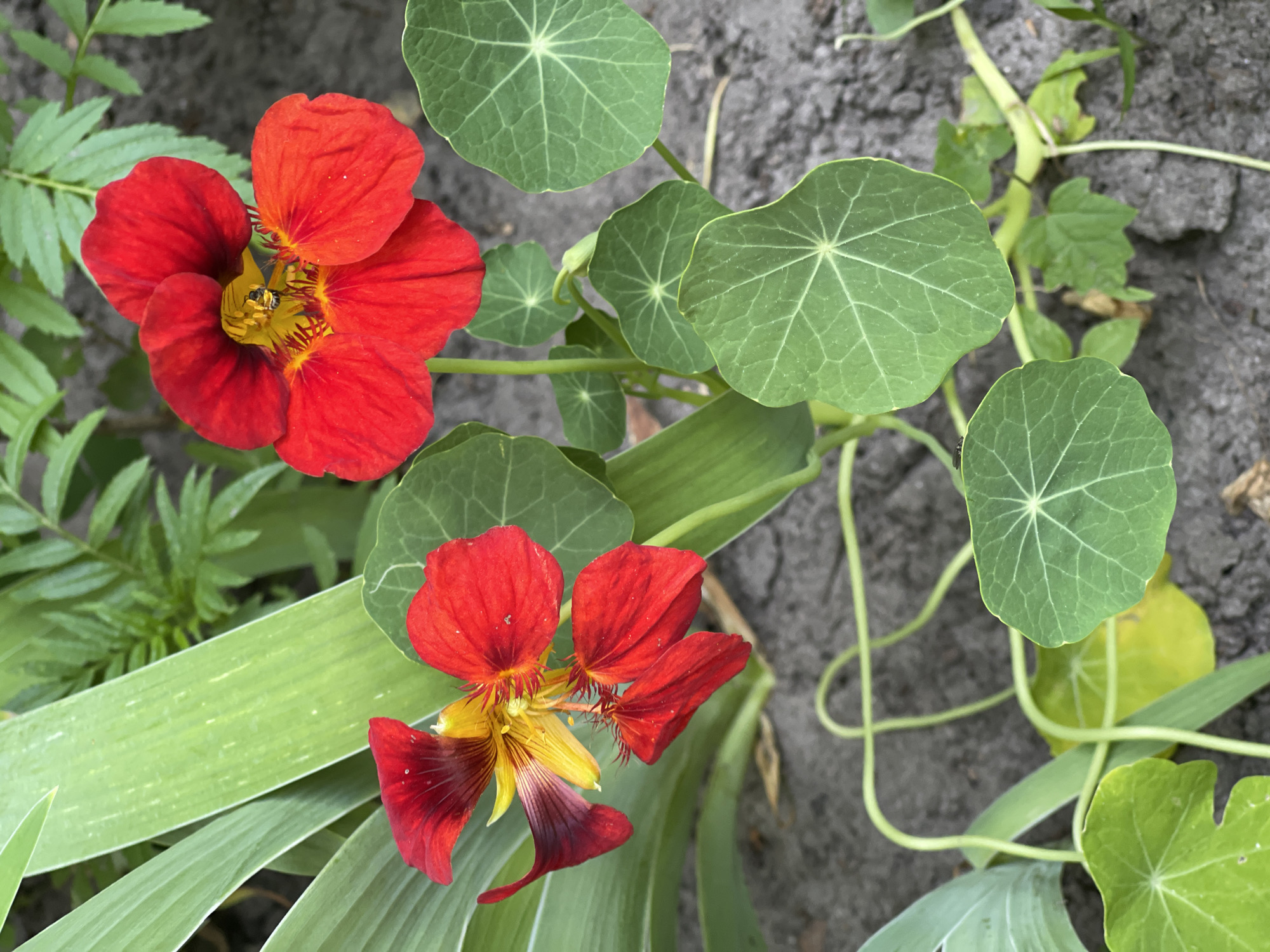 A close-up, overhead shot features two bright red nasturtium flowers with yellow centers. One flower is in focus and slightly to the right, with a small insect on its petals. The other flower is slightly out of focus and to the left, with some of its petals appearing darker red and tinged with purple. The flowers are surrounded by their characteristic round, green leaves with prominent veins. Tall, thin green leaves are also visible in the background, to the left of the flowers. The ground is dark brown soil. The image appears to be taken outdoors in a garden setting.