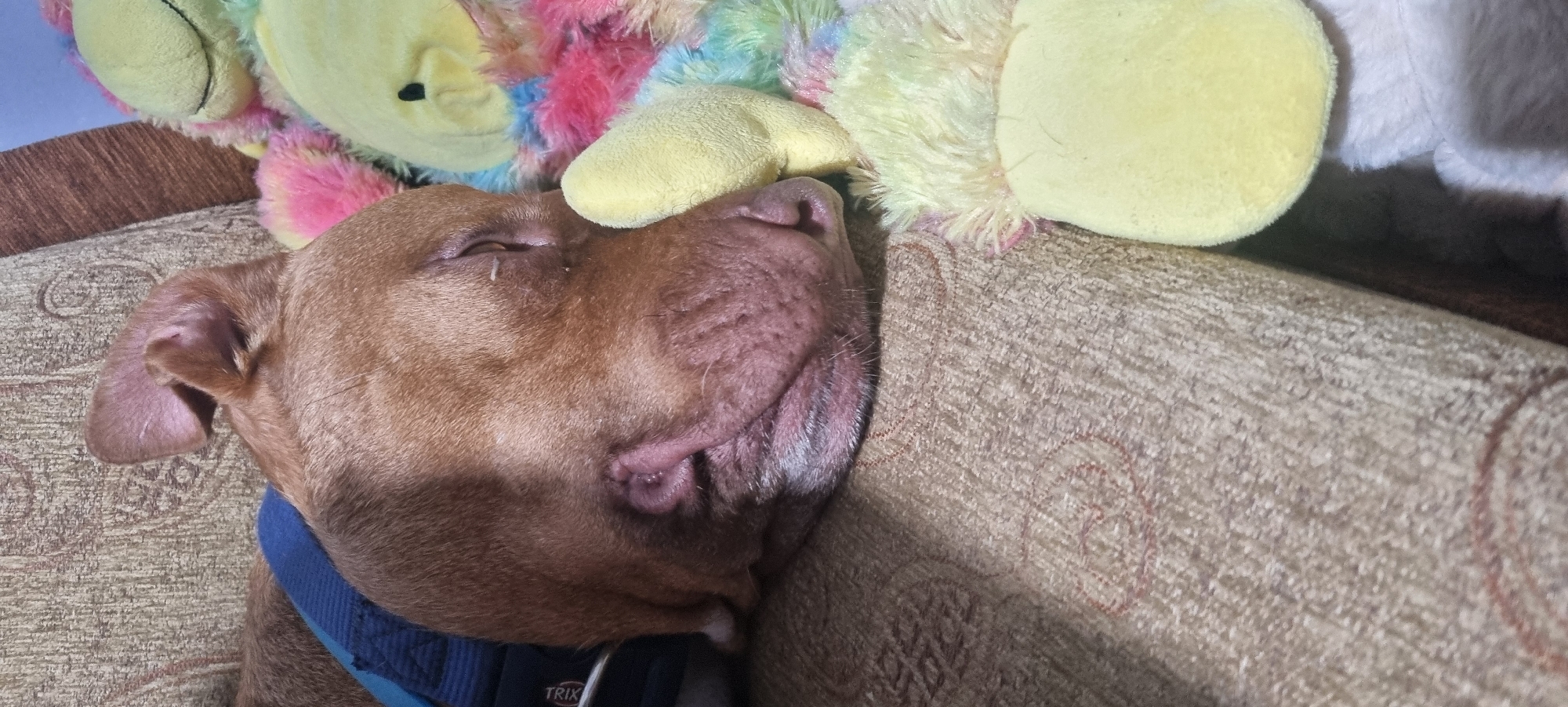 This close-up, eye-level shot features a brown dog sleeping soundly on a textured, beige sofa. The dog's head is tilted, with its eyes closed and its muzzle resting against a brightly colored plush toy. The toy appears to be a character with a yellow face and a mane or fur in rainbow hues of pink, yellow, blue, and green. The dog is wearing a blue collar. The sofa fabric has a subtle pattern of scrolling lines. The lighting suggests it is indoors, possibly in a home environment, and the overall mood is peaceful and relaxed, conveyed by the dog's deep sleep. There is a visible tag on the dog's collar that reads "TRIX". The background is out of focus, with hints of a light blue wall and other soft objects, possibly more toys or pillows.