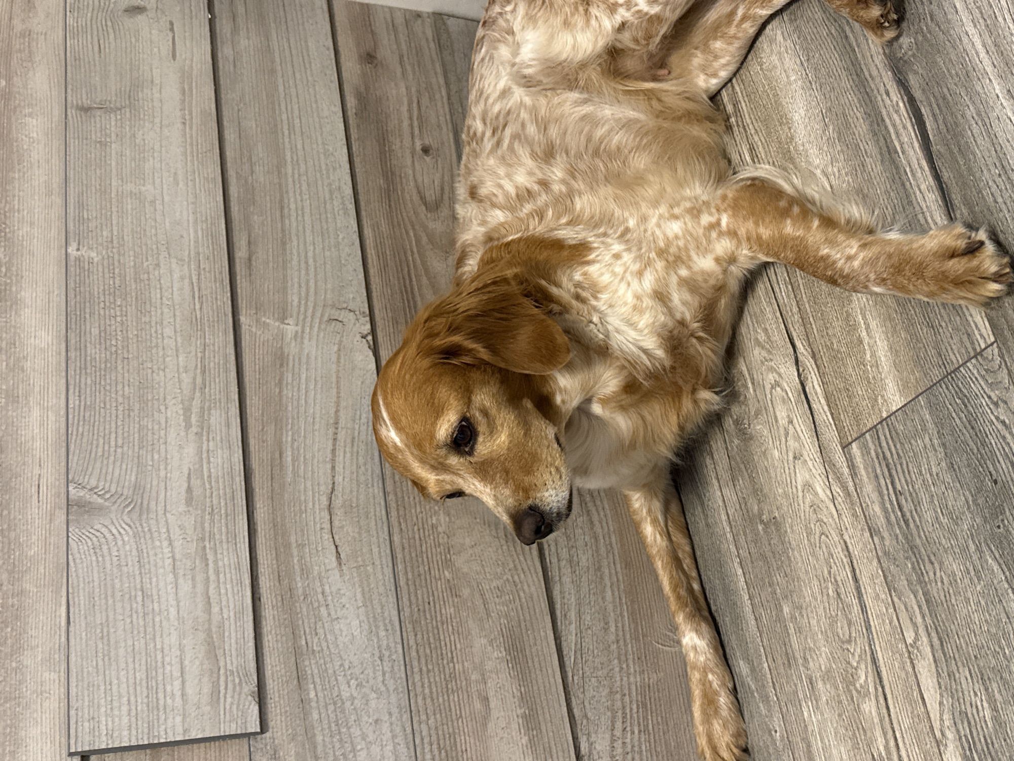 A dog is lying on its side on a wood-look floor. The dog is light brown with white spots. The floor is made of gray planks. The location is unknown and cannot be determined from the image.