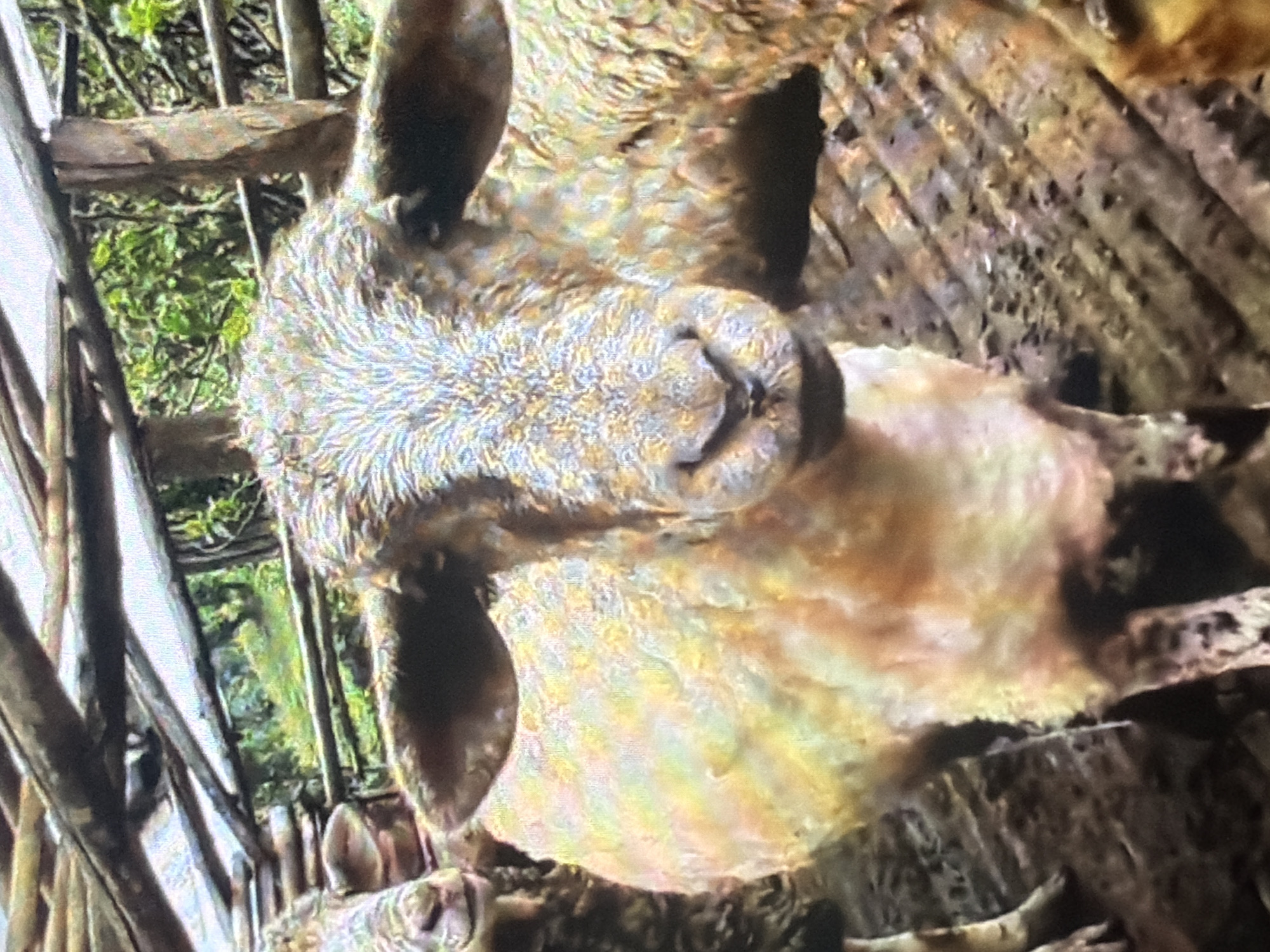 In an outdoor pen with a rustic wooden roof structure, a close-up shot focuses on the face and upper body of a sheep. The sheep, predominantly white with patches of yellow and orange, is looking directly at the camera. Its wool appears somewhat matted and dirty. The background reveals more sheep, also looking somewhat disheveled, and the rough wooden construction of the pen. Beyond the pen, blurred greenery suggests an outdoor, possibly rural or semi-rural, environment. The ground within the pen appears to be dirt and mud. The image captures a moment in what could be a livestock enclosure in Bukuru, Nigeria.