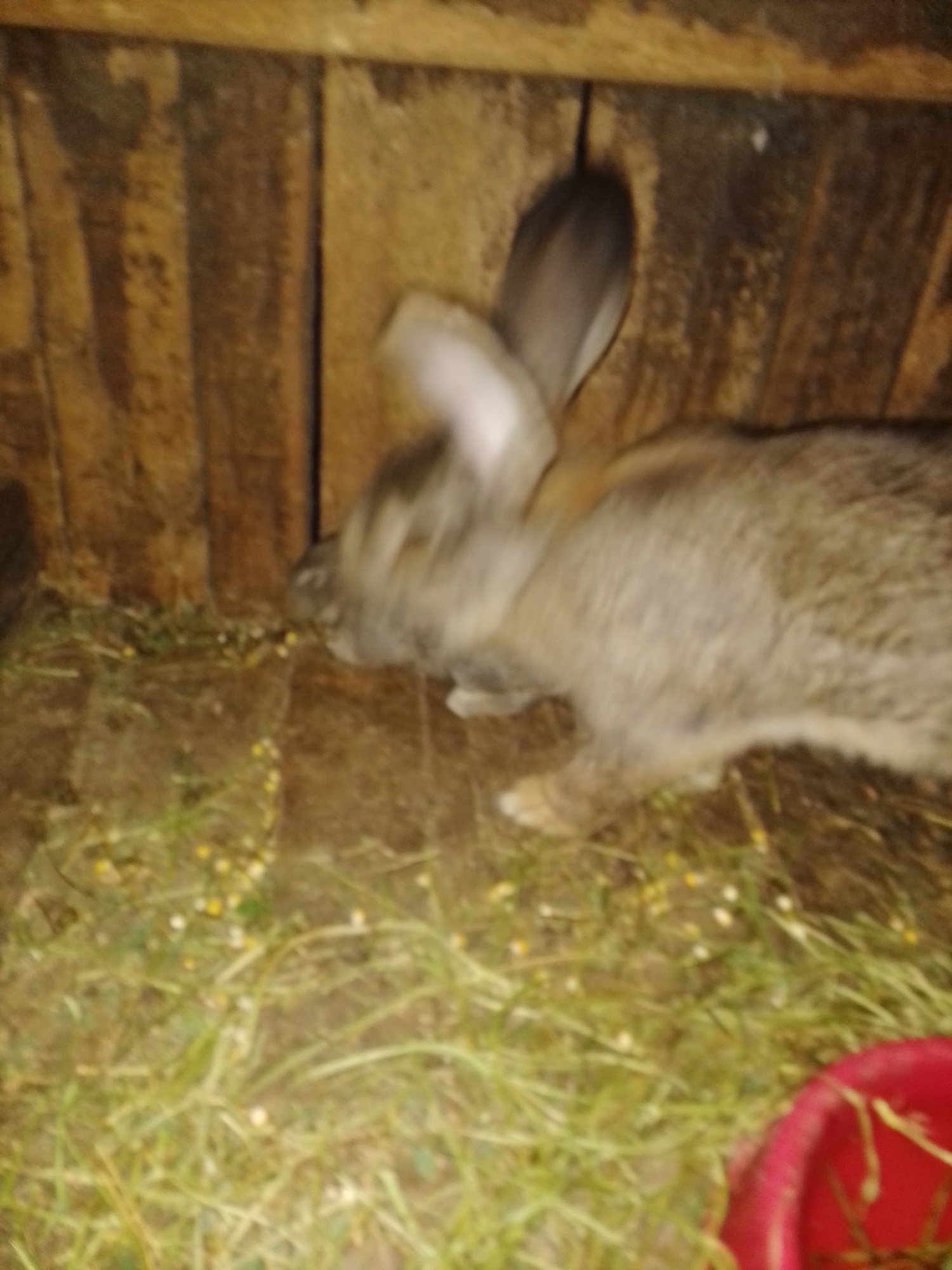 This dimly lit, blurry image captures a rabbit within an enclosure. The rabbit, positioned in the center-right, has light brown and grey fur. Its head and long ears are particularly blurred, suggesting movement. It appears to be looking downwards, possibly foraging or eating, with its front paws and chest visible.
The background consists of dark, vertical wooden planks, forming a wall or side of a hutch. The ground is covered with a mixture of dry and some green grass, with numerous small, yellowish-white pellets scattered across it, likely food. In the bottom right corner, a portion of a red plastic bowl is visible. No people or text are present in the image. The overall soft focus and blur contribute to a sense of motion or low light conditions.