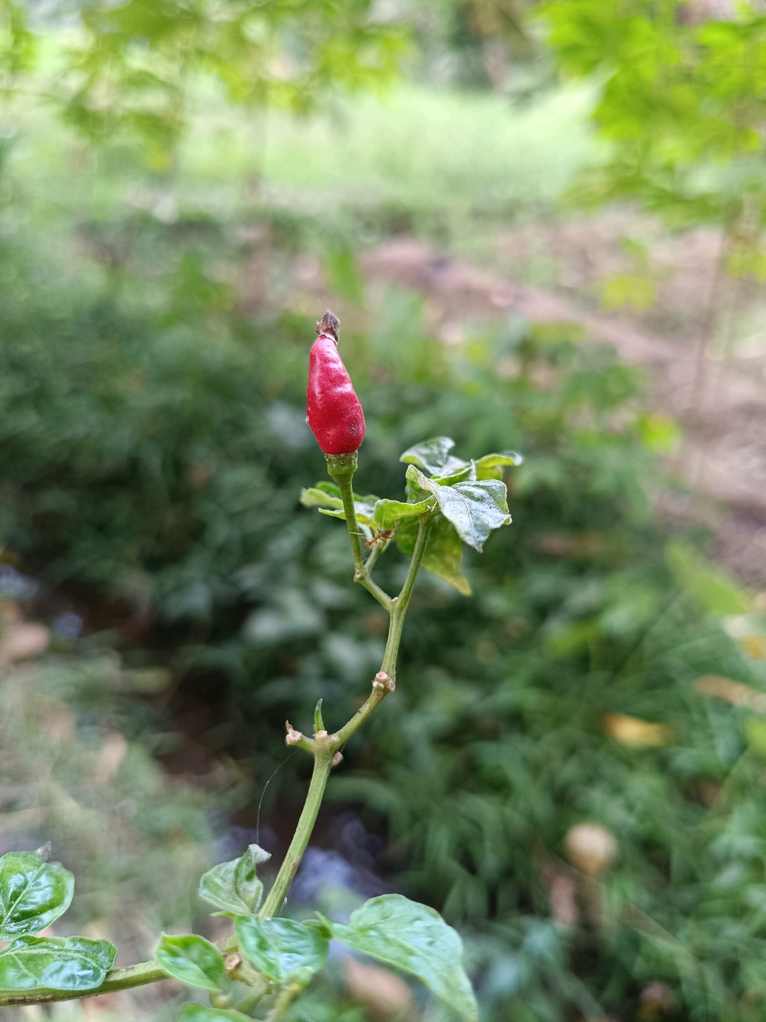 A close-up, portrait-oriented, shallow depth-of-field shot focuses on a single, vibrant red chili pepper plant situated in what appears to be a garden or natural outdoor setting. The chili pepper, the primary subject, is small, pointed, and hangs downward from its stem, with a small dark brown cap. The stem is thin and green, supporting a few small, waxy green leaves. A tiny red ant is visible on one of the leaves, adding a detail of insect life. The background is a soft blur of green foliage and some lighter, out-of-focus areas, suggesting a natural environment with ample greenery. The lighting appears to be natural daylight, casting a soft glow on the chili pepper and leaves. The overall impression is one of natural growth and detail within a garden or rural landscape. The image does not provide explicit information about the city of Baturanjang, Indonesia, but the presence of a chili pepper plant is consistent with agricultural or garden practices found in such regions.