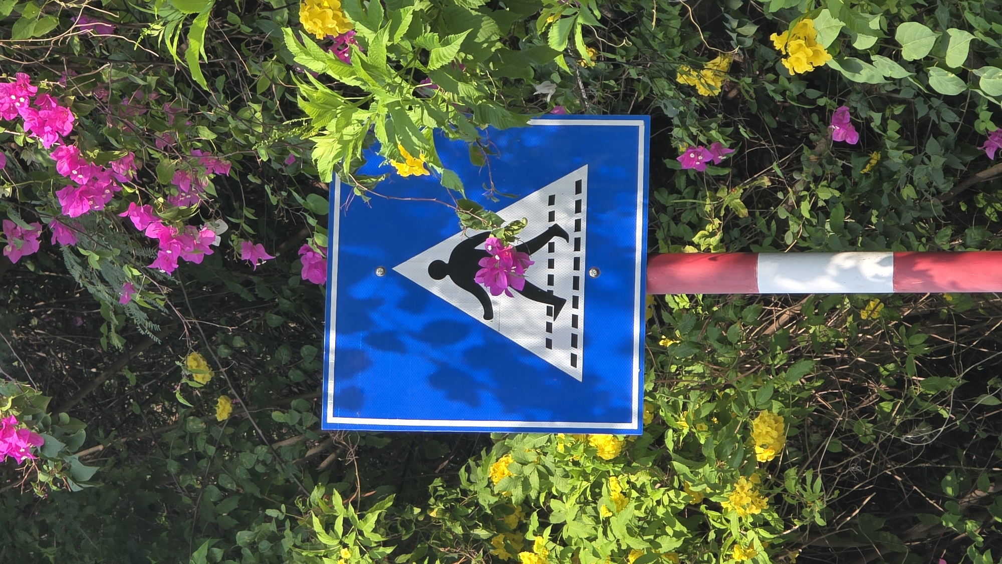 A square blue and white pedestrian crossing sign is situated in Bắc Nha Trang, Vietnam. The sign is decorated with flowers, both yellow and pink, interwoven with the surrounding foliage. A red and white barricade pole is also visible.