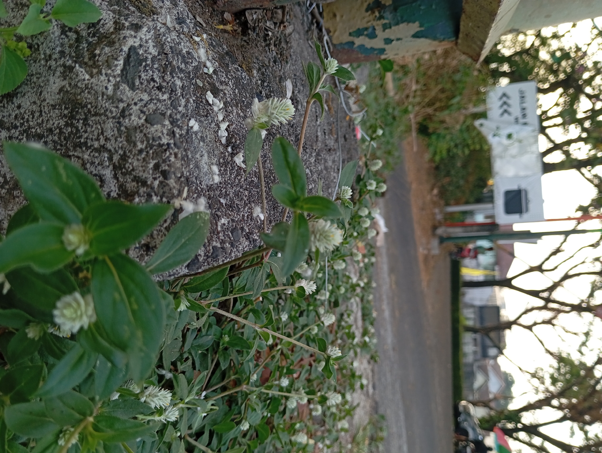 The image shows a close-up view of small white flowers growing by a concrete structure, likely on the side of a road. The concrete has peeling green paint and visible rust. In the background, out of focus, is a road, trees, houses, a sign with text and arrows, a car, and people on motorcycles. The scene suggests an outdoor environment in a residential or semi-urban area. The specific location is identified as Karang Jati, Indonesia. The lighting indicates it is either early morning or late afternoon.